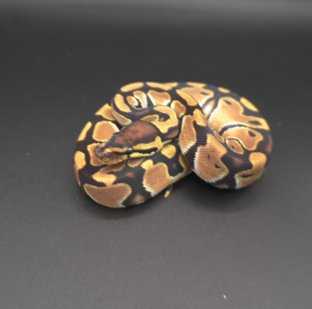 animal image