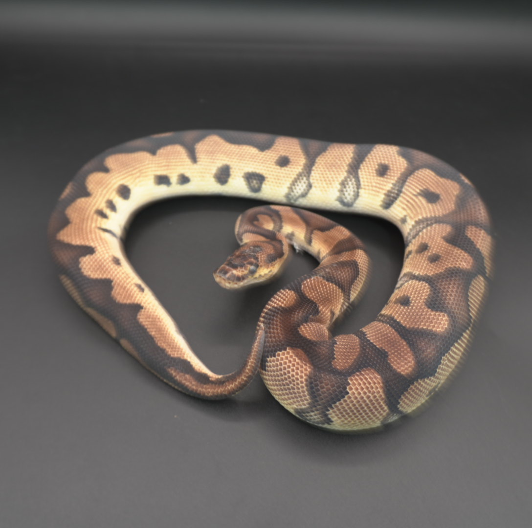 animal image