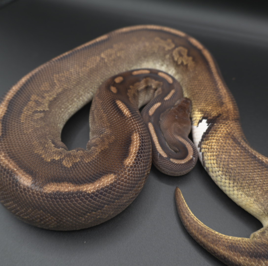 animal image