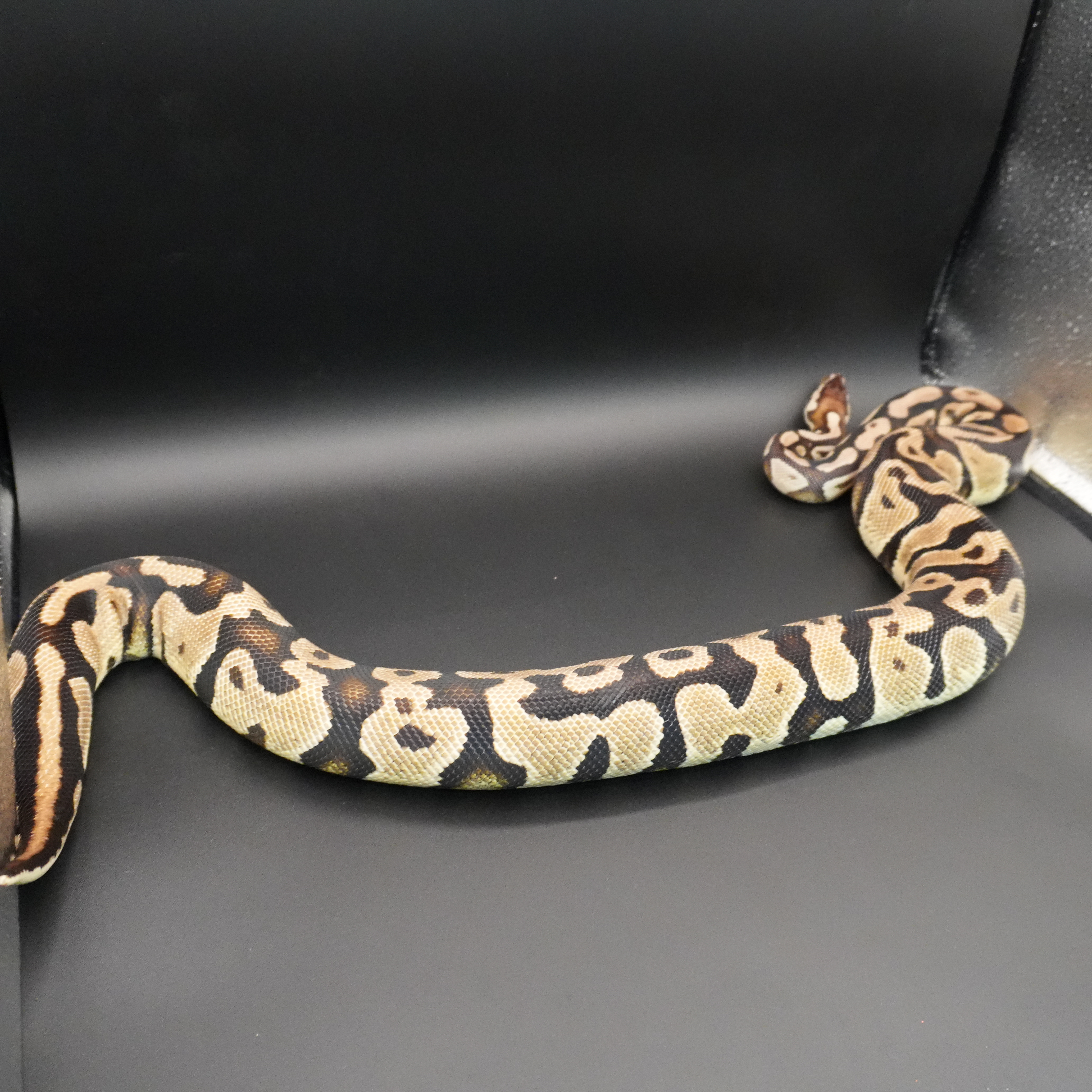 animal image