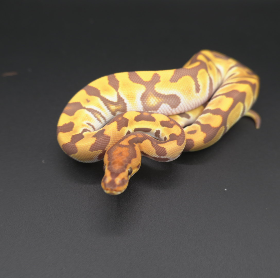 animal image
