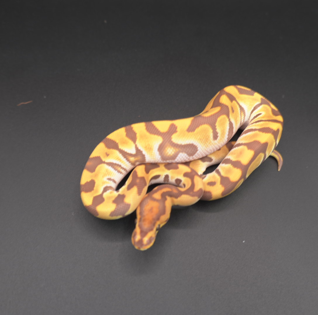 animal image