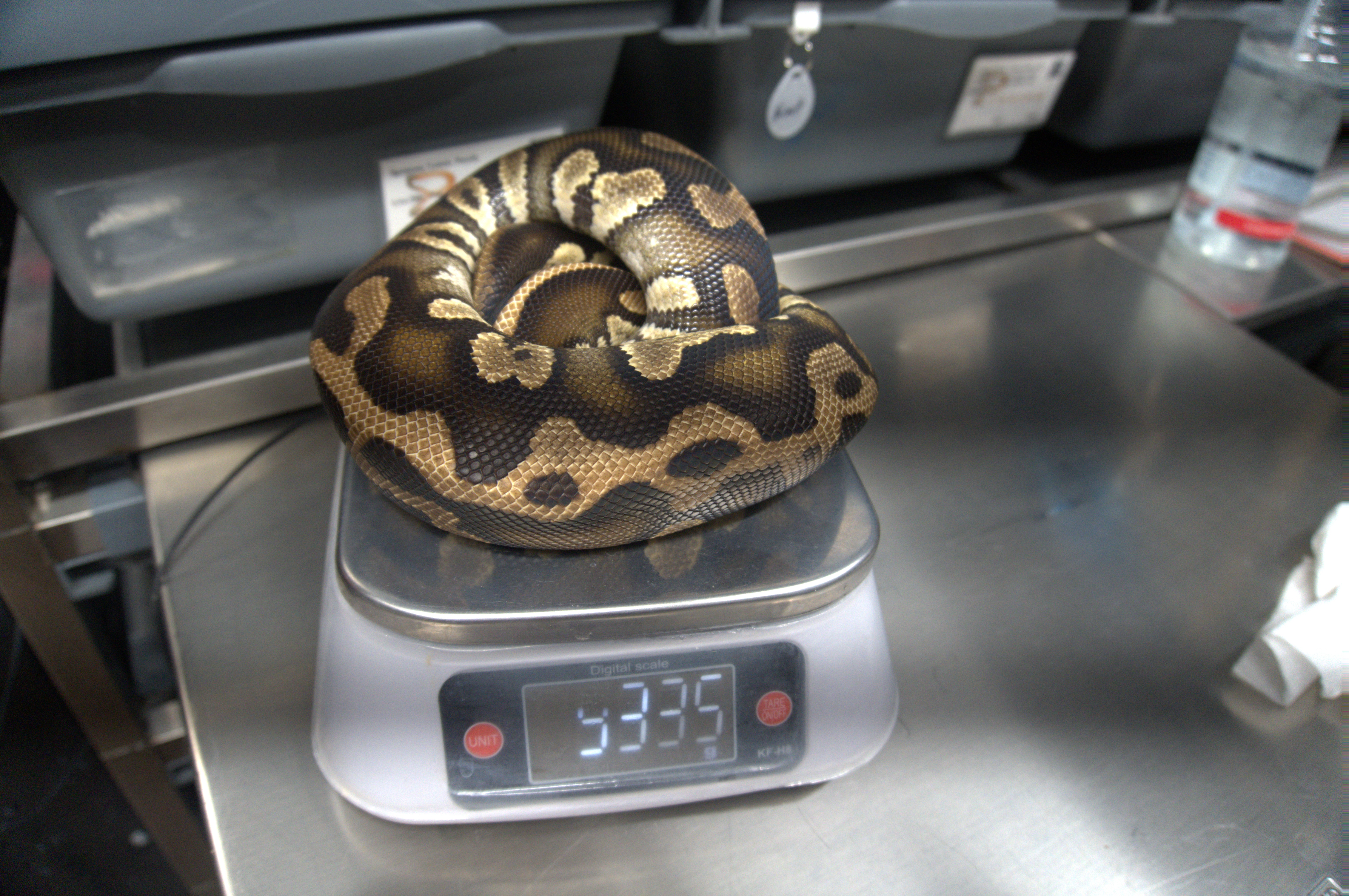 animal image