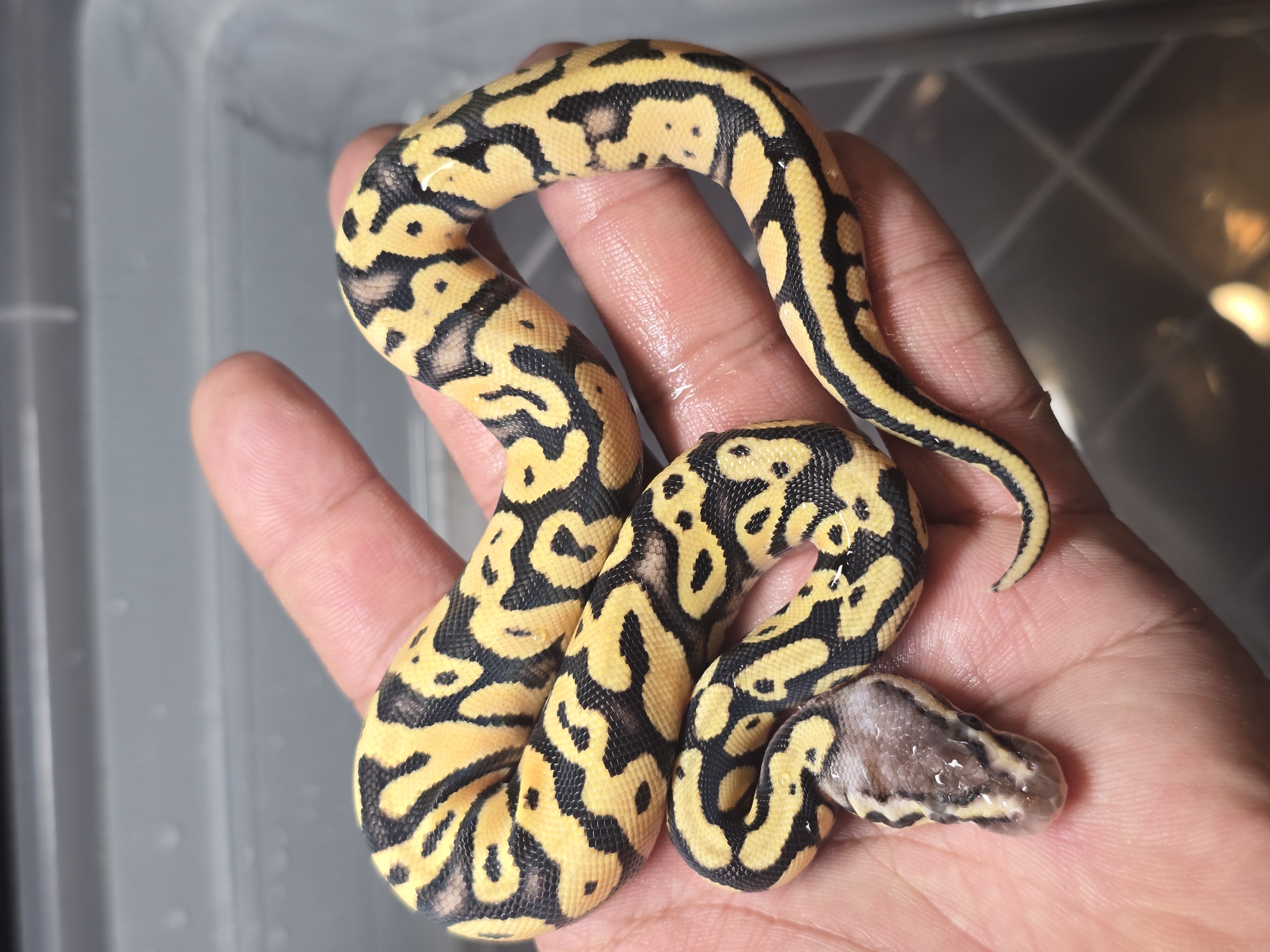 animal image