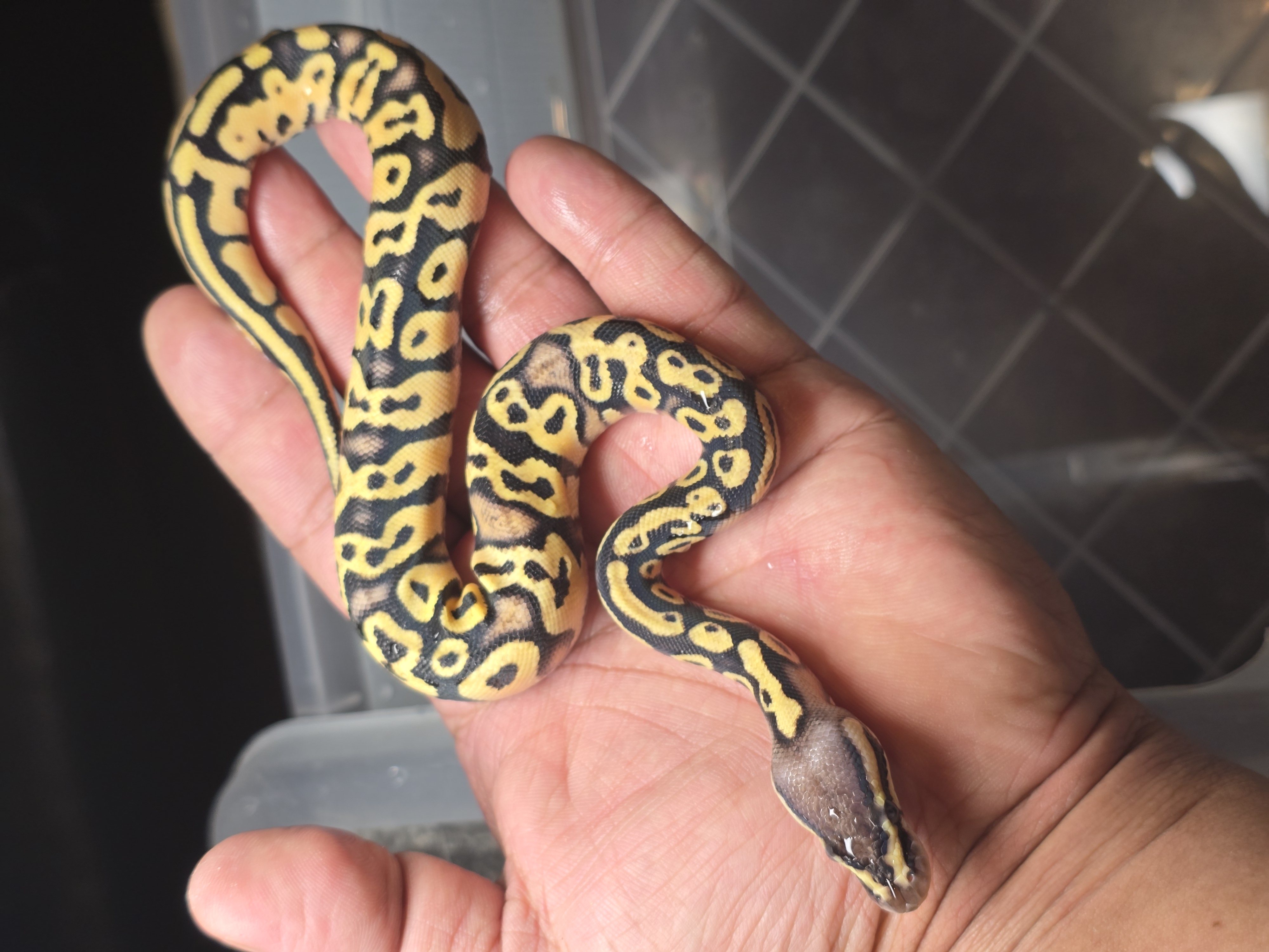 animal image
