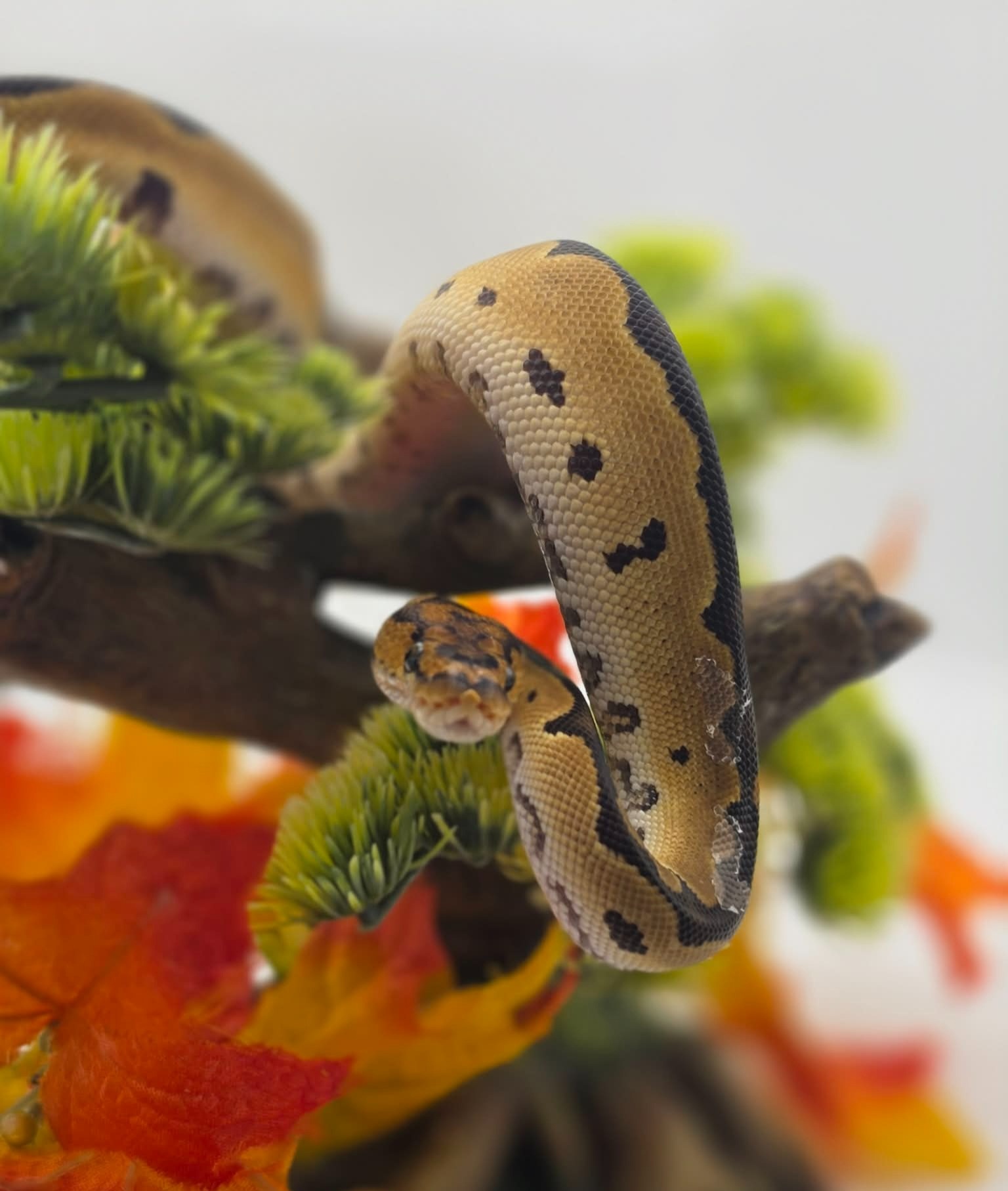 animal image