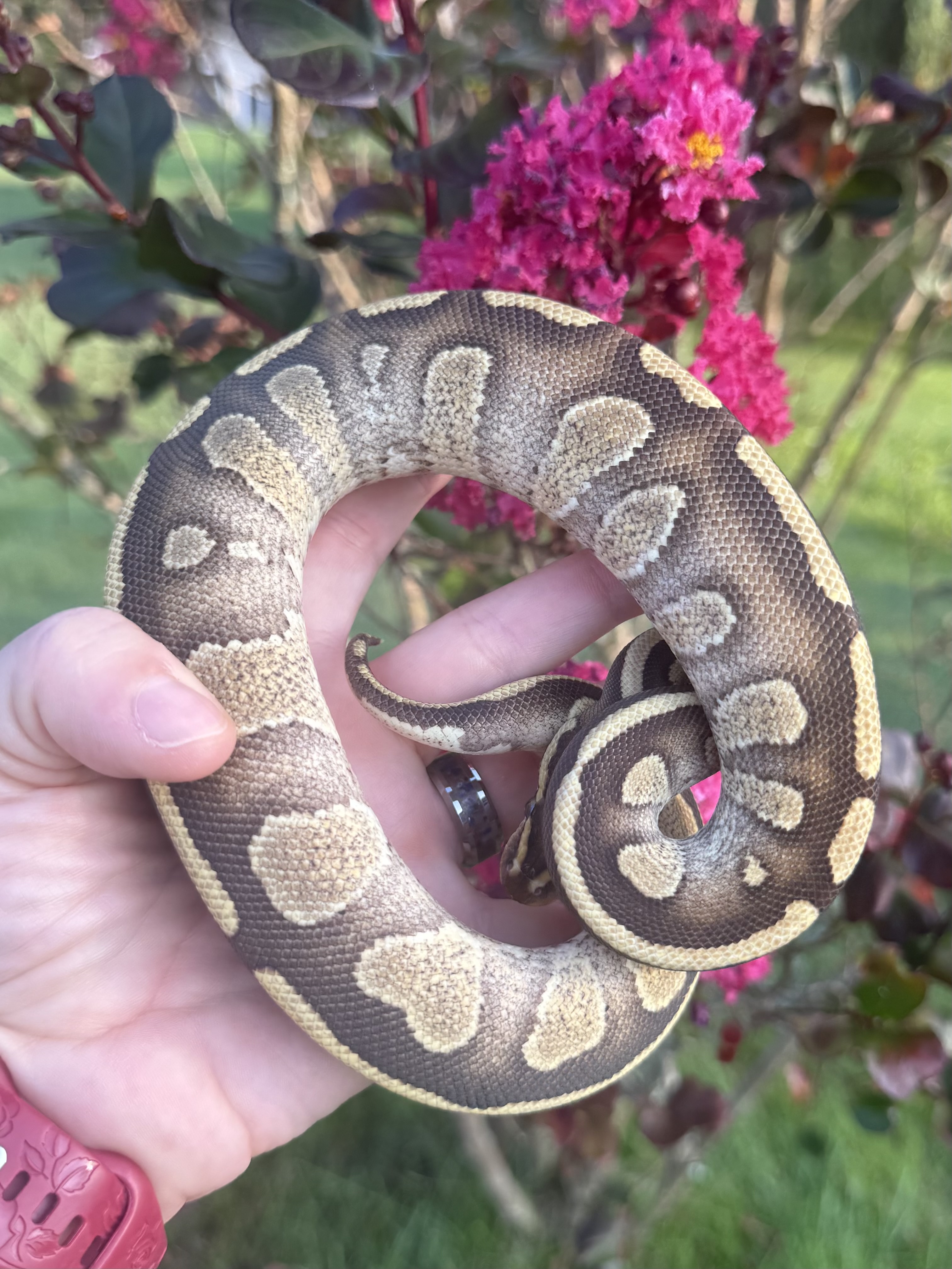 animal image