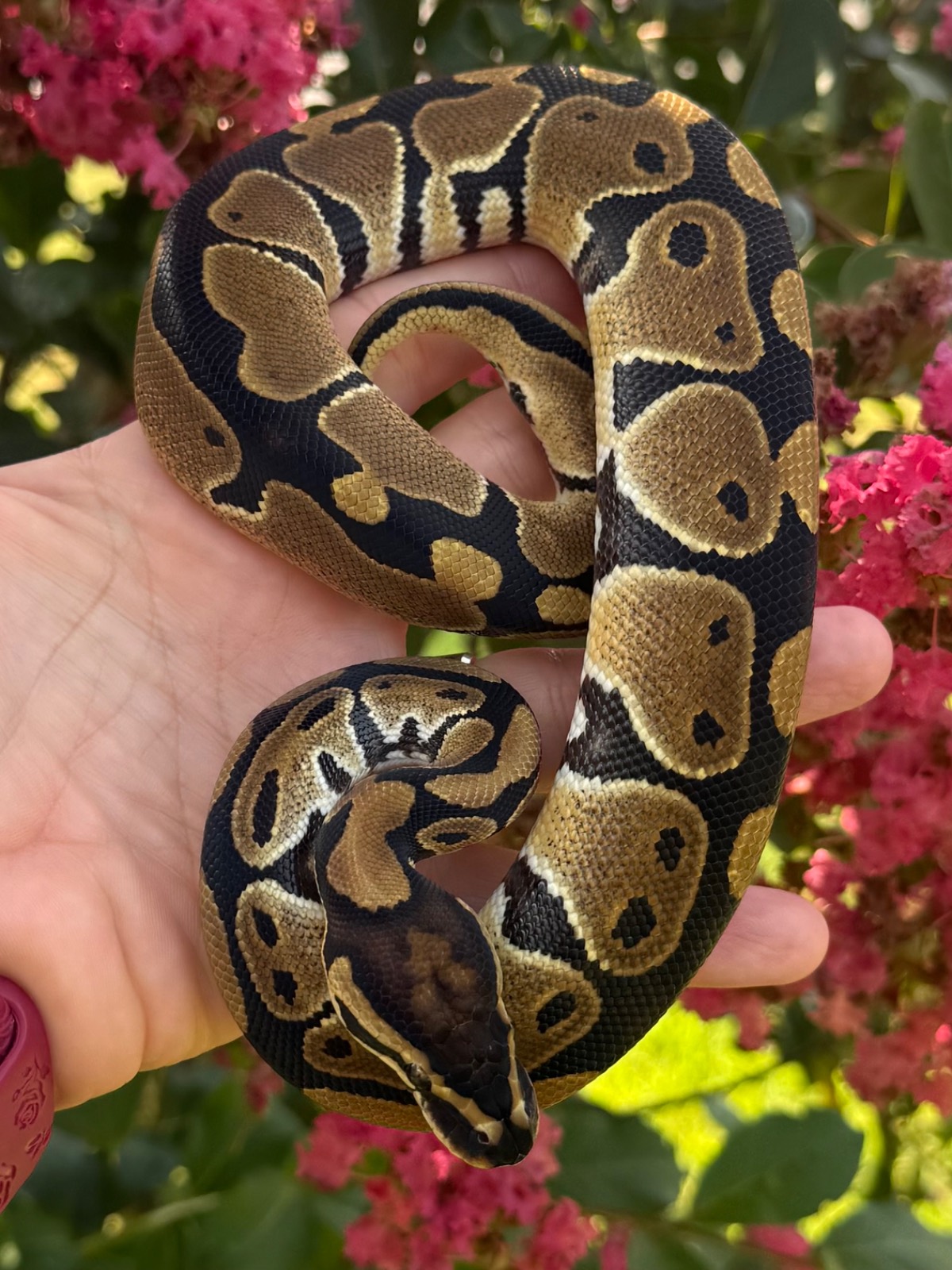 animal image