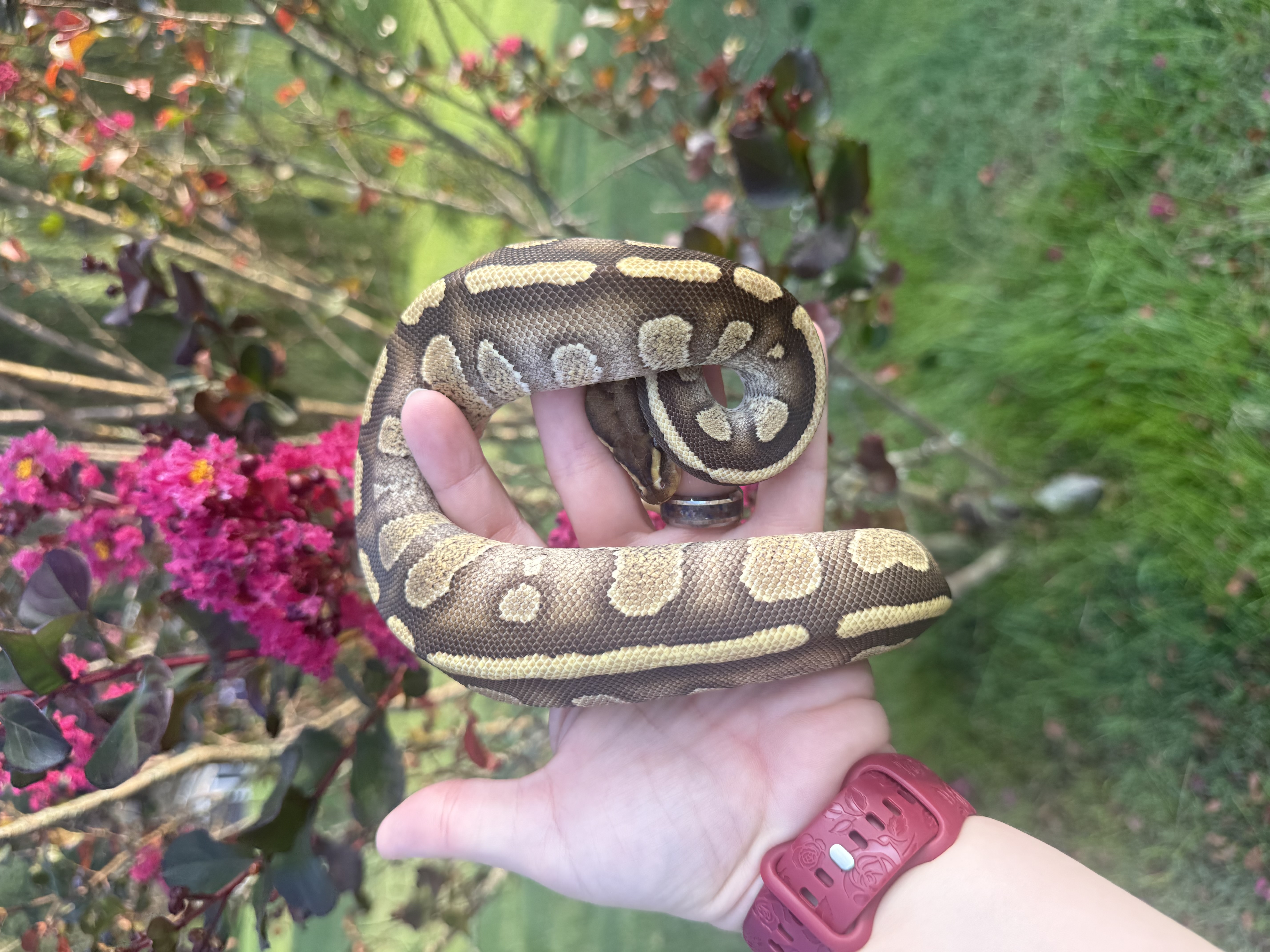 animal image