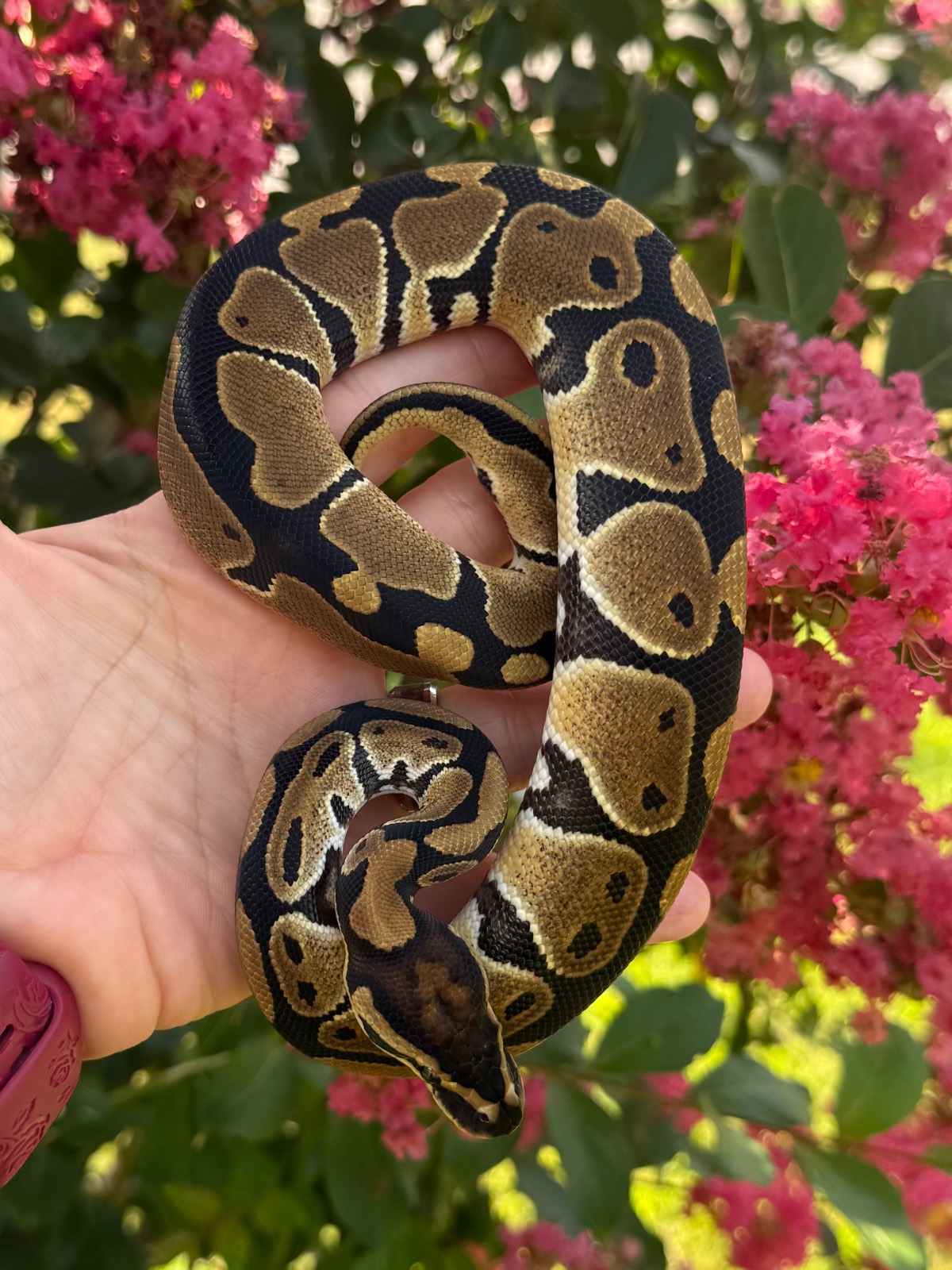 animal image