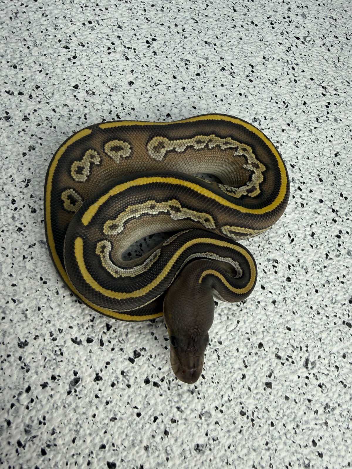 animal image