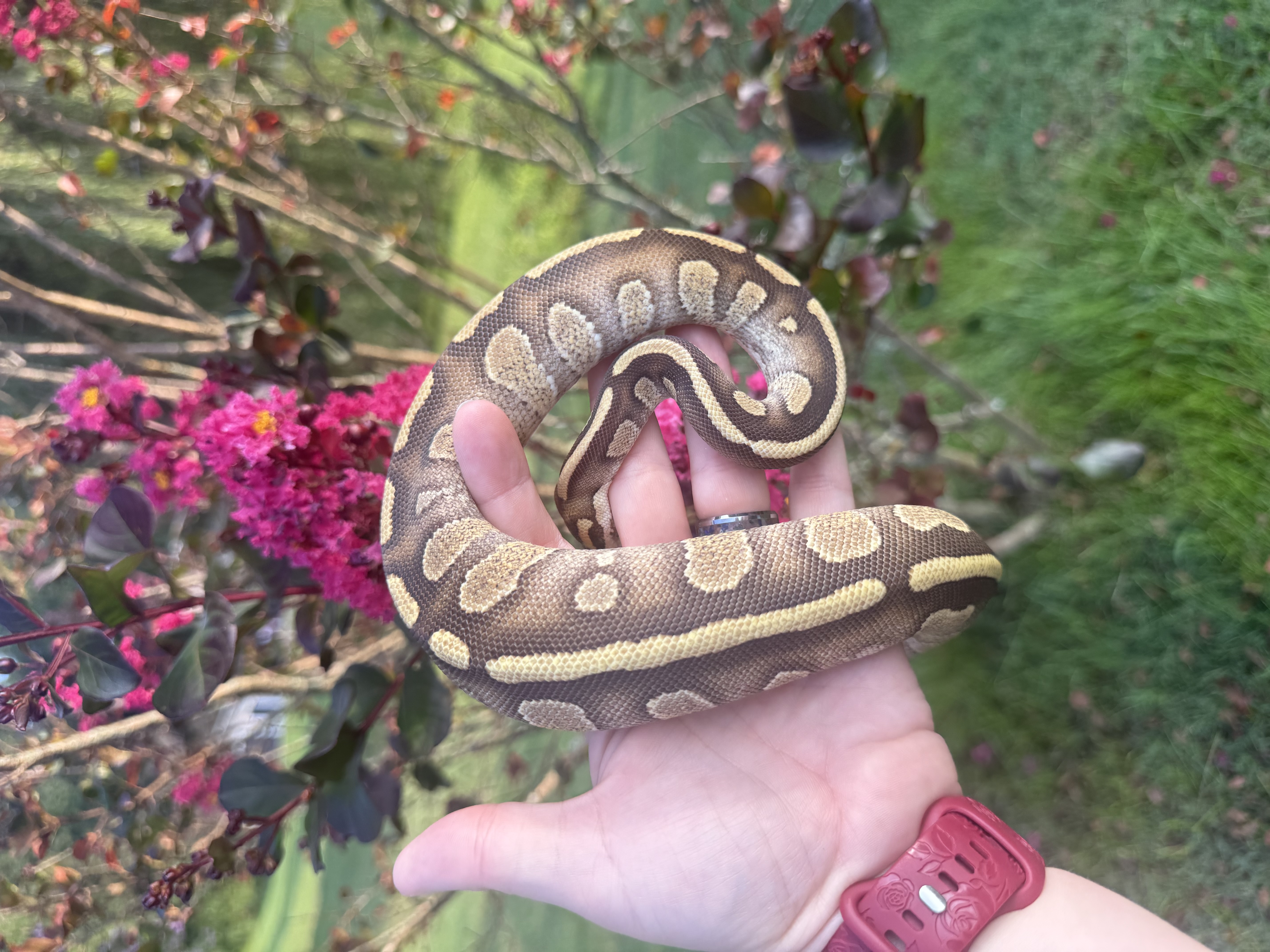 animal image