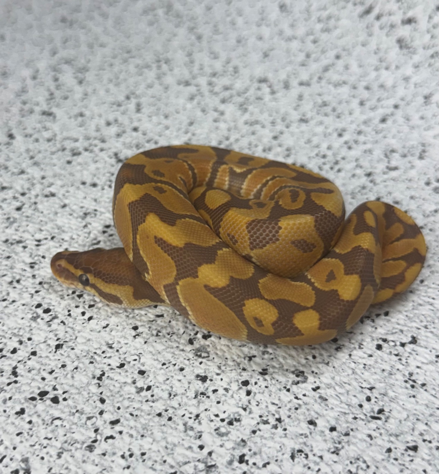 animal image