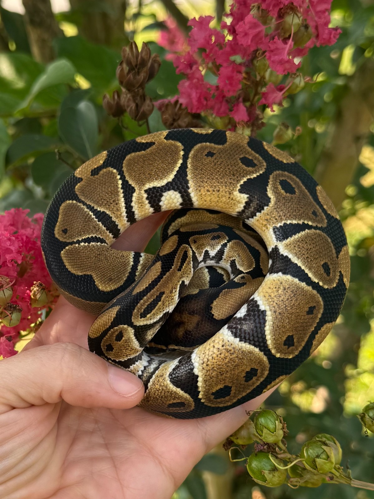 animal image
