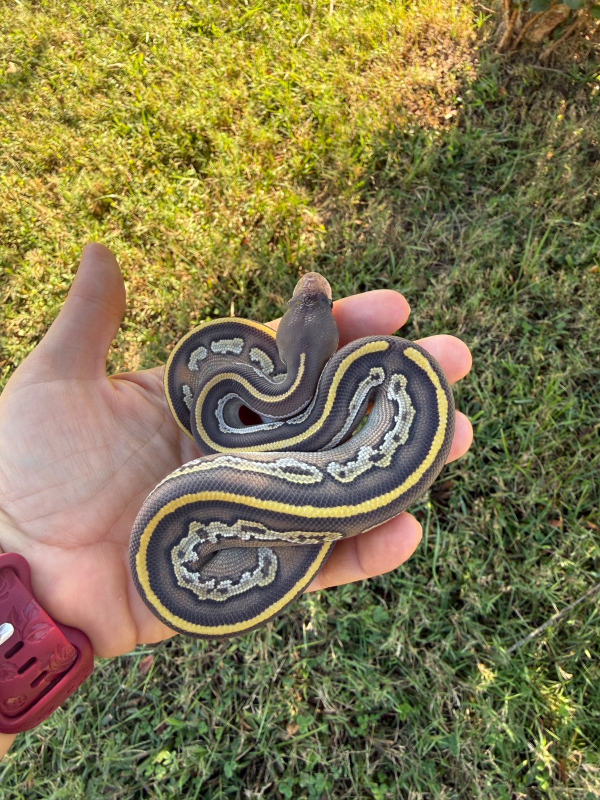animal image