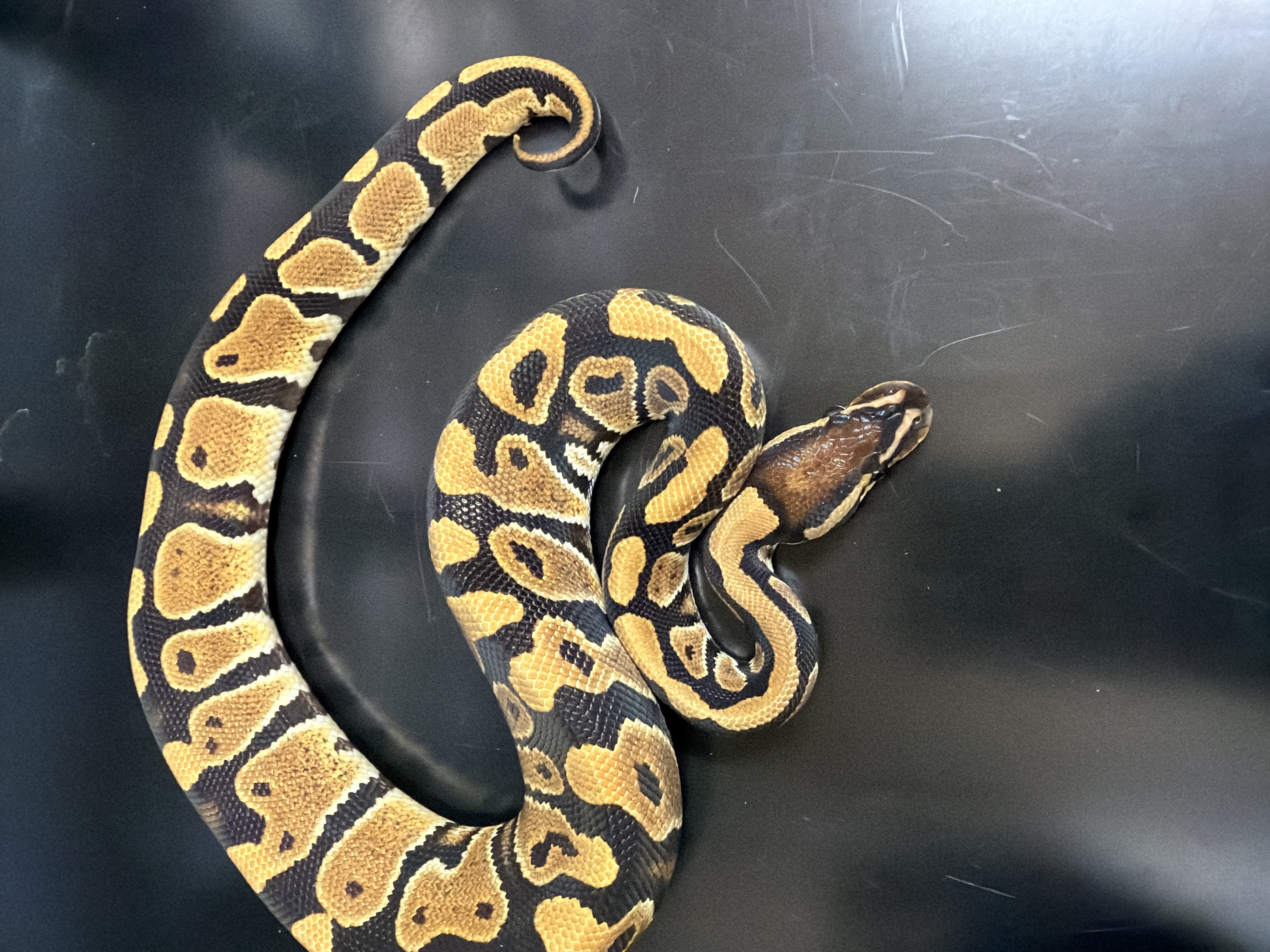 animal image