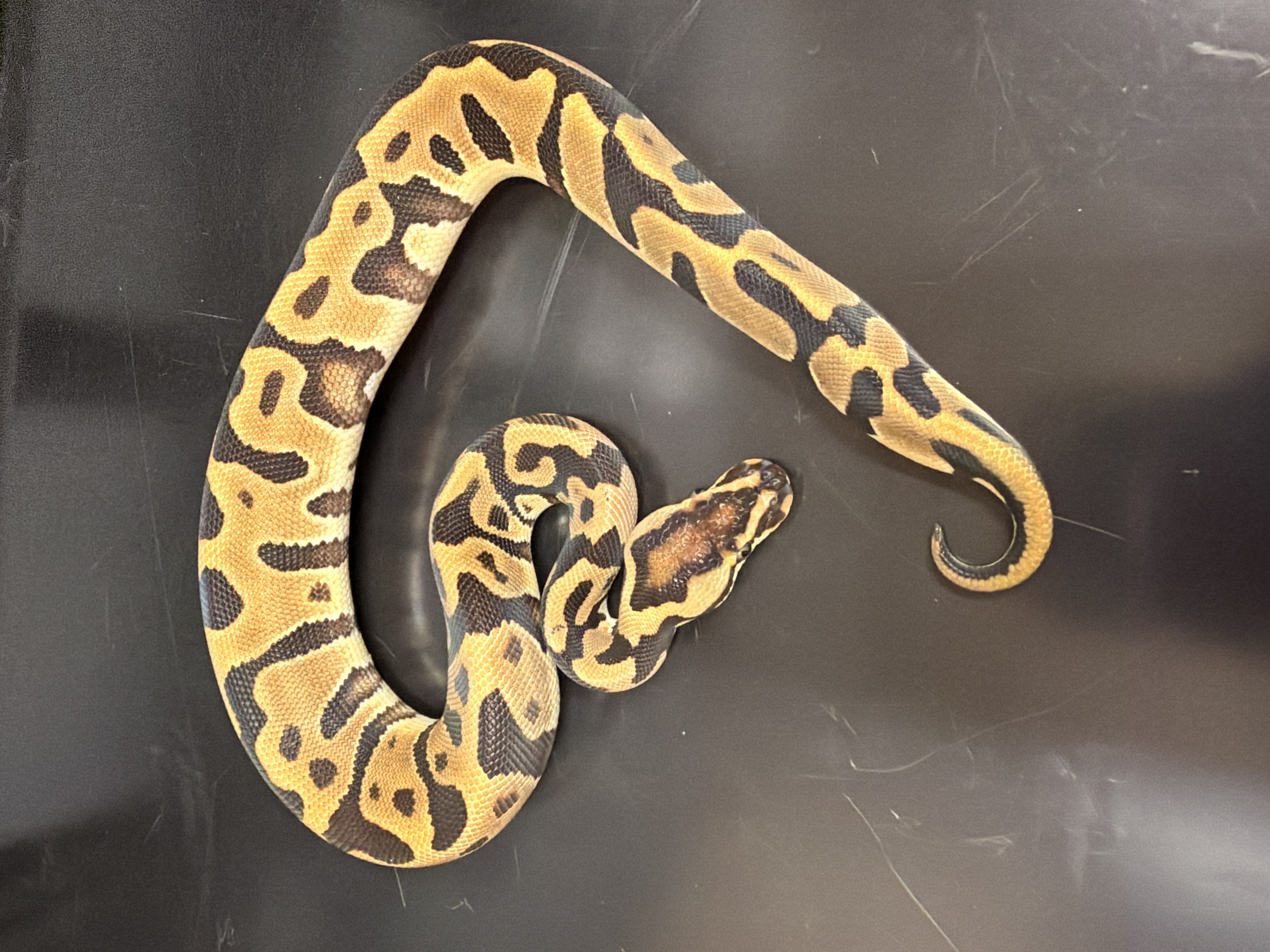 animal image