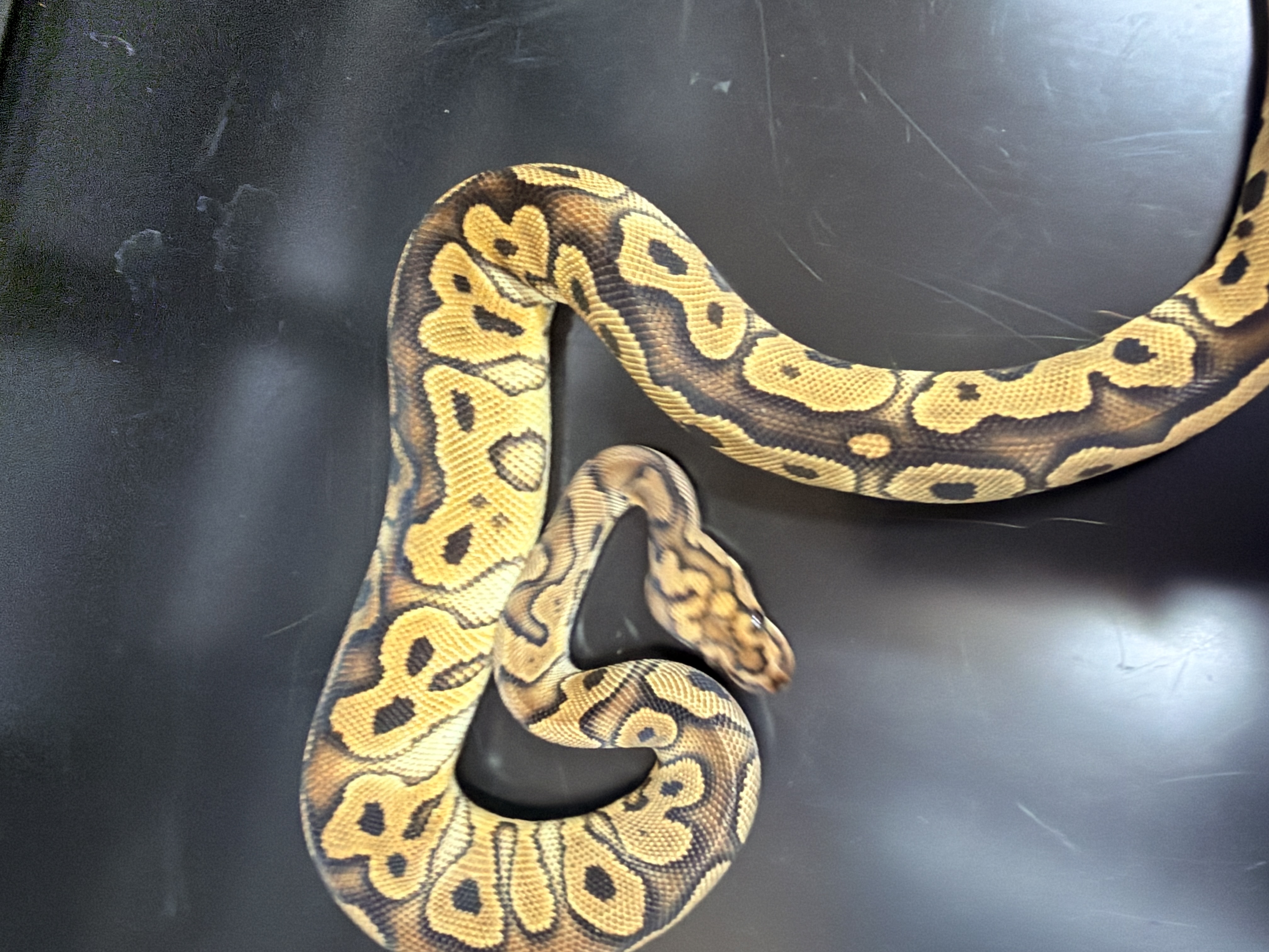 animal image
