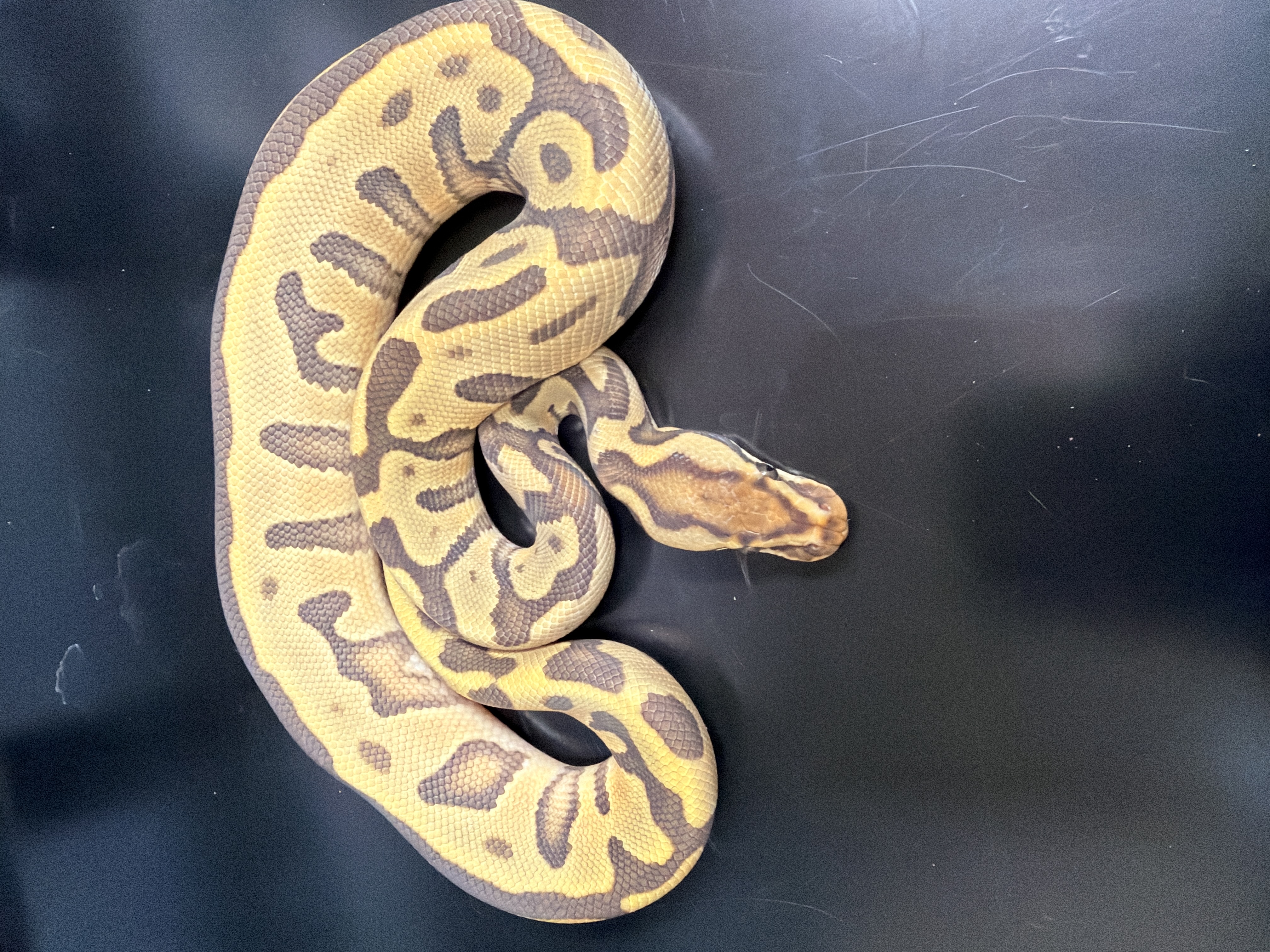animal image