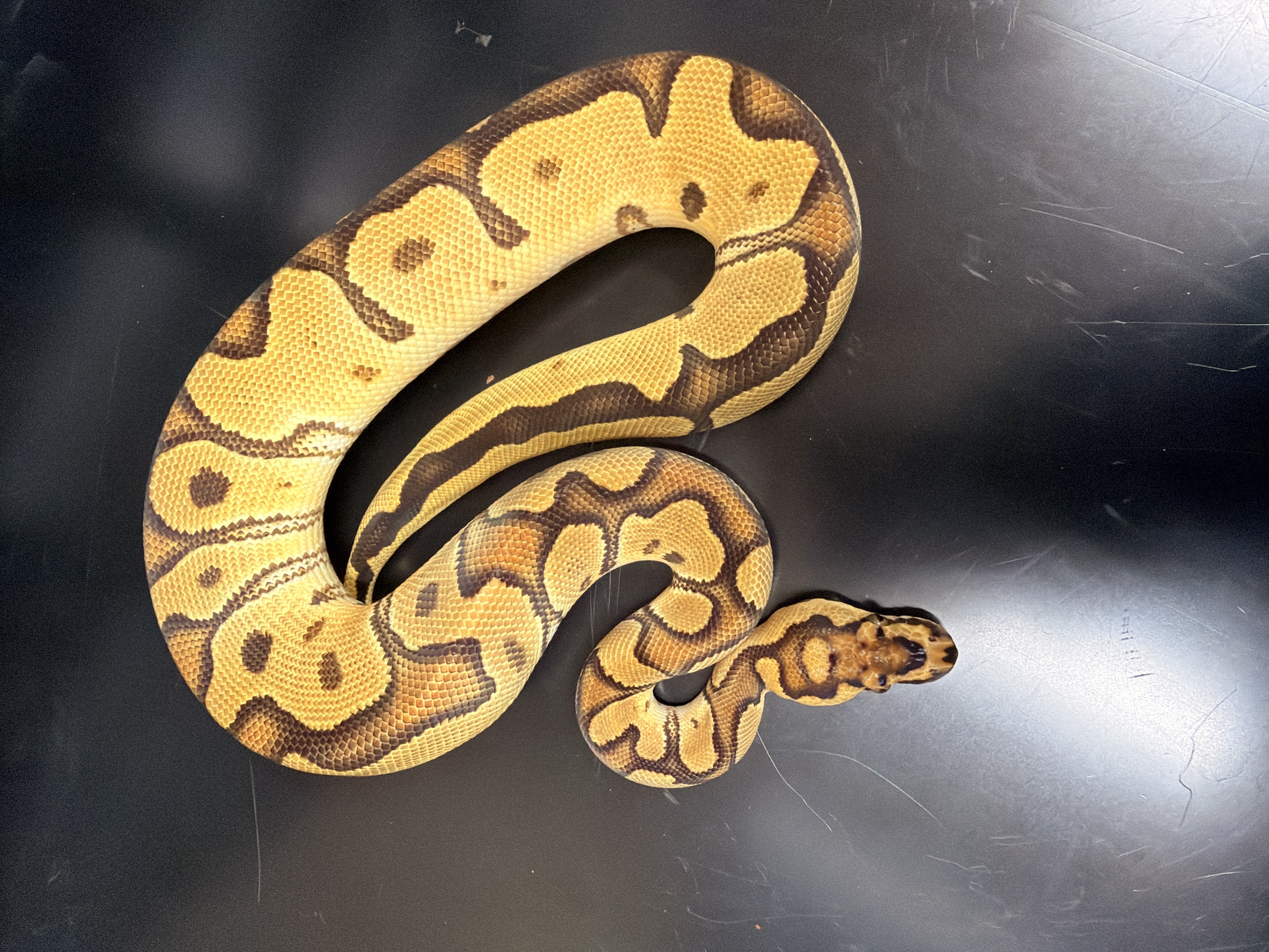 animal image