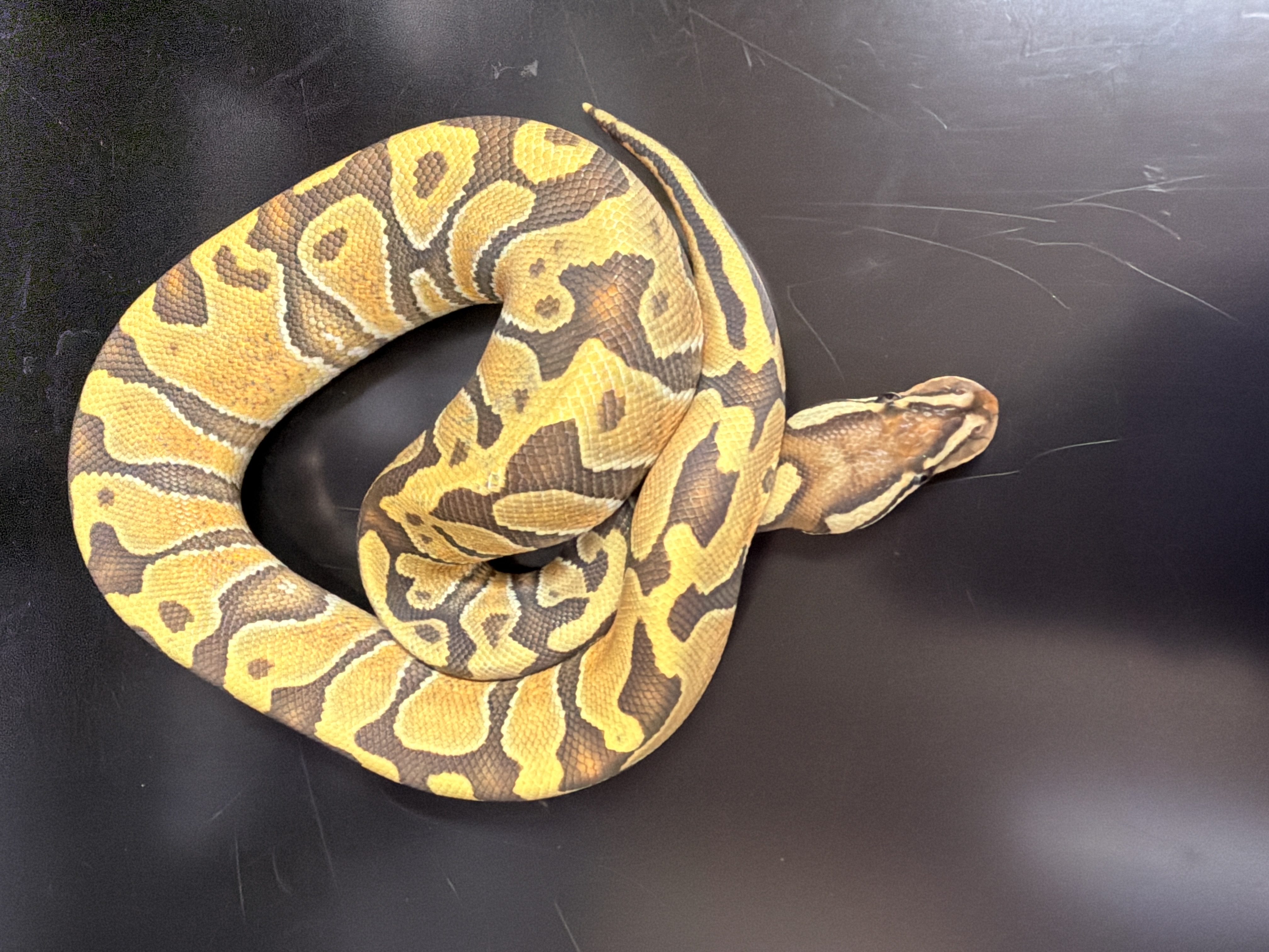 animal image