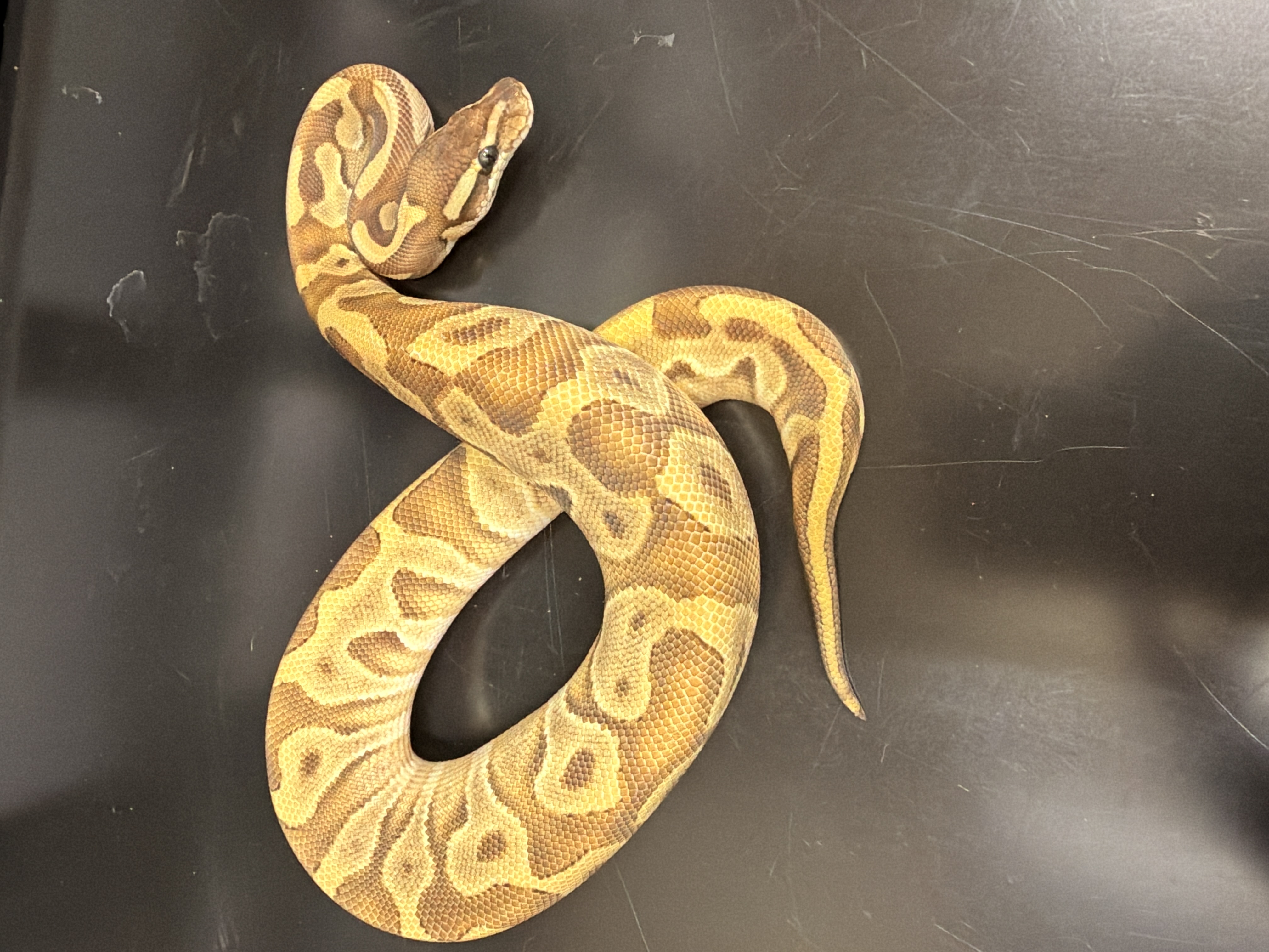 Smudge
