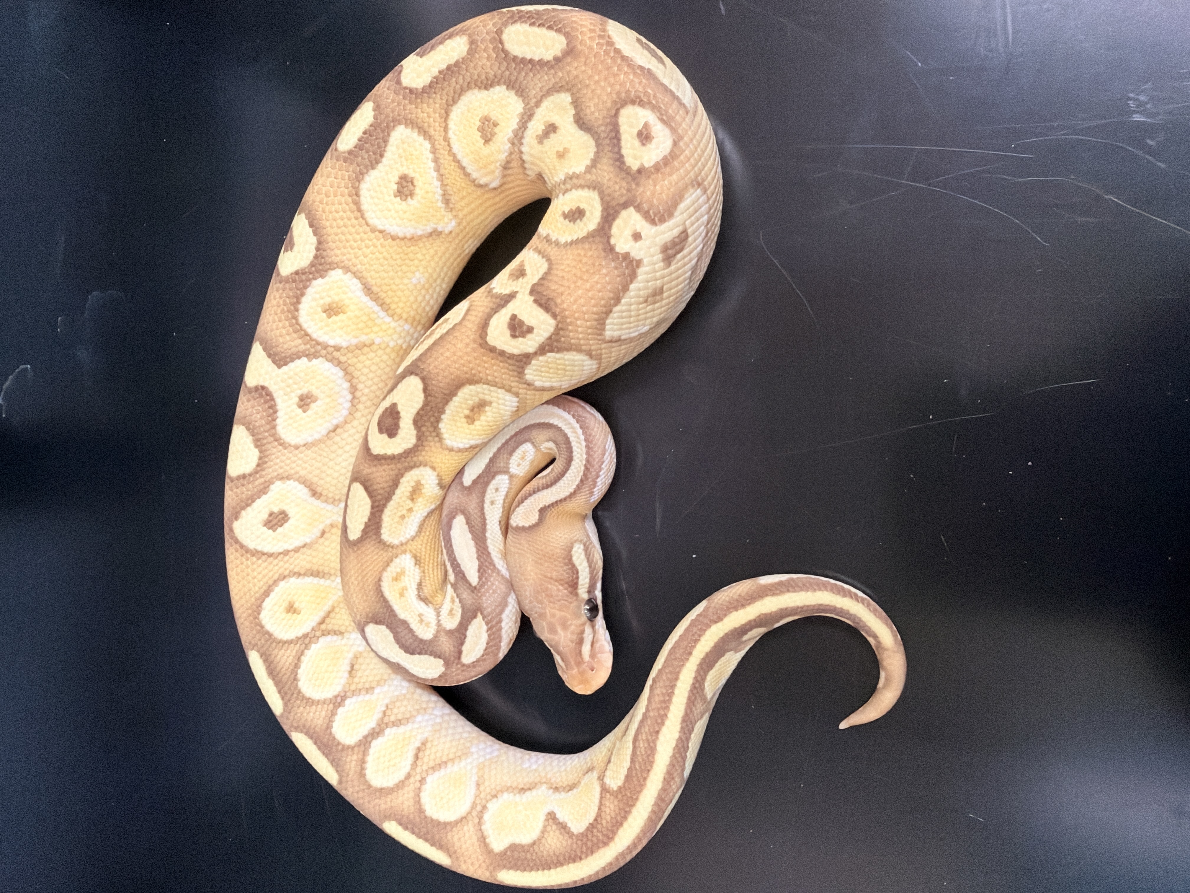 animal image