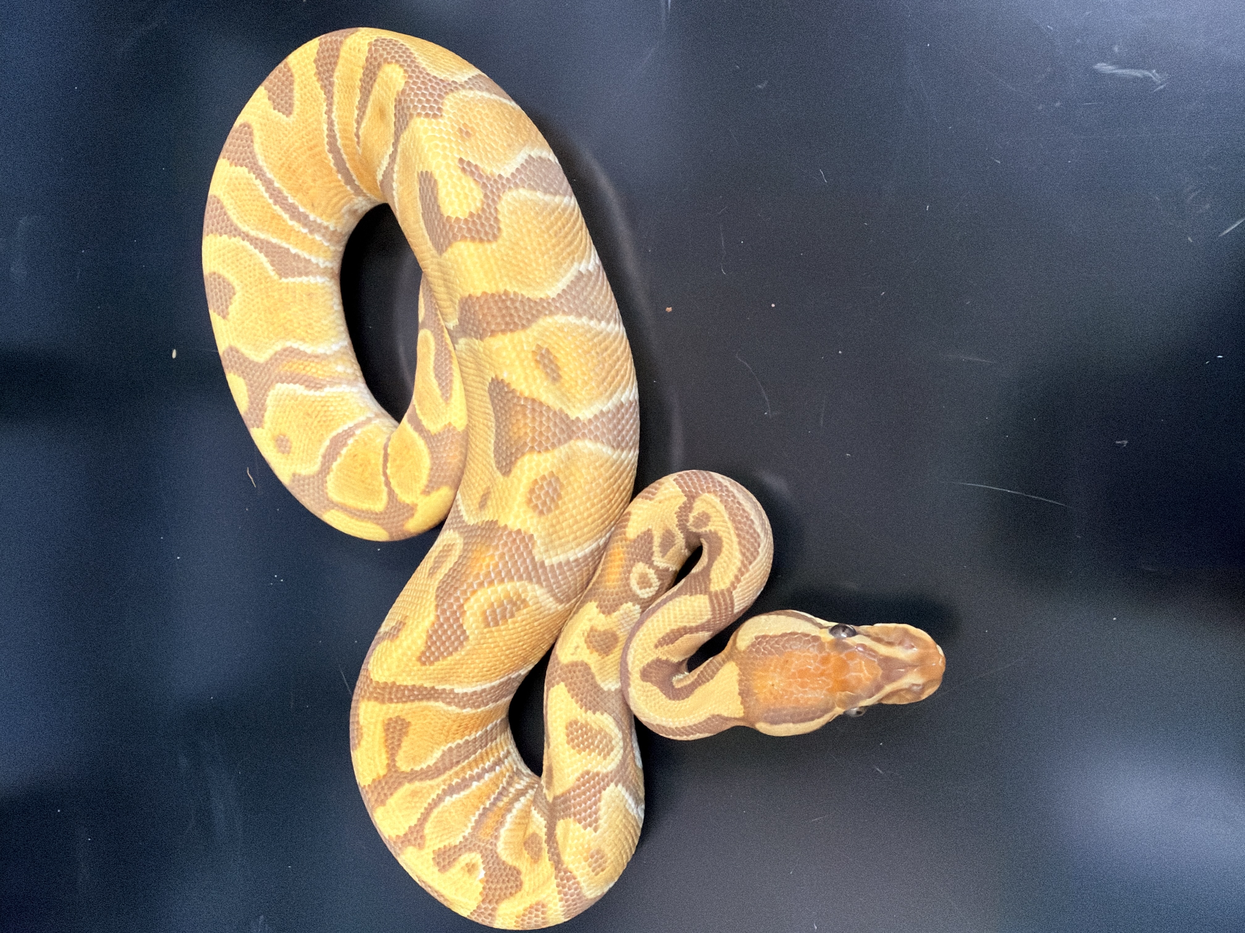 animal image