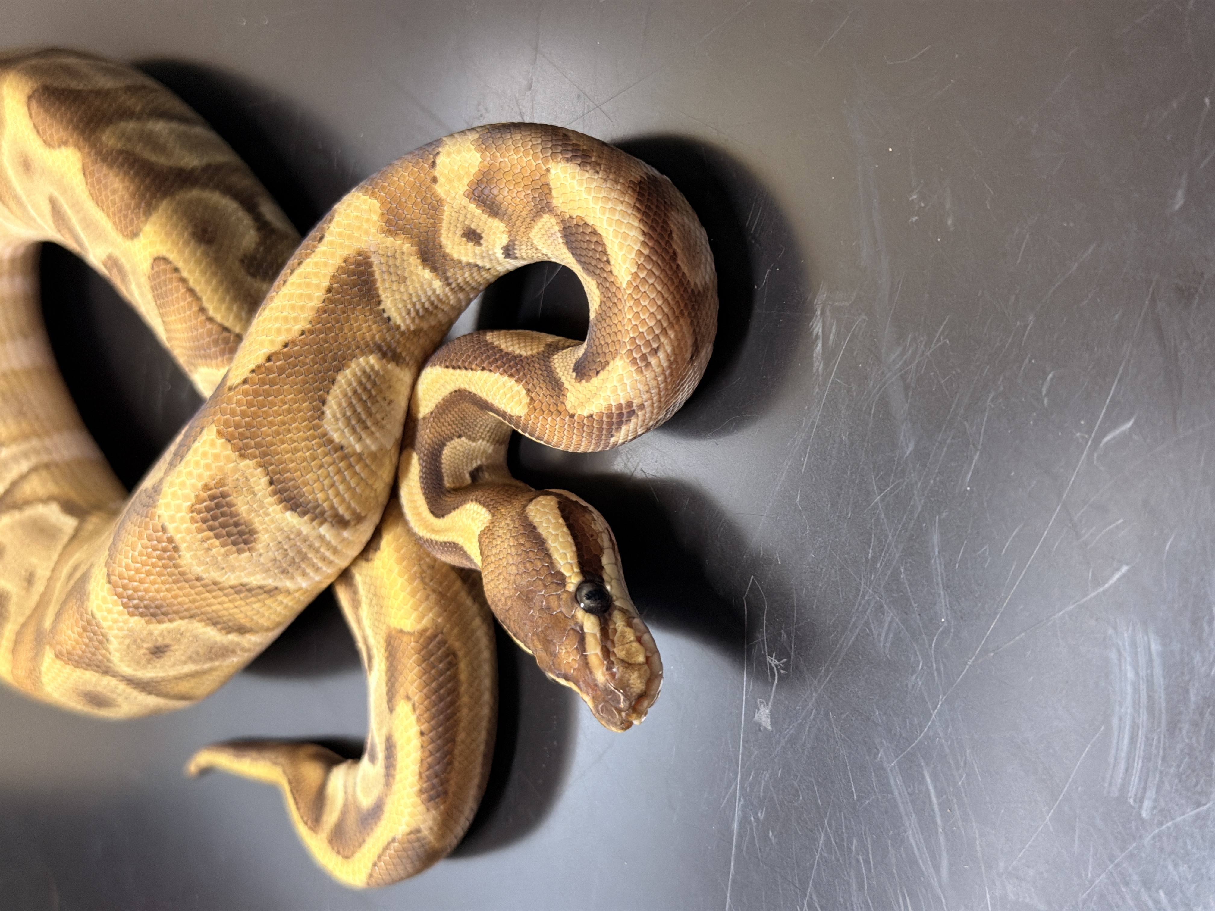 animal image