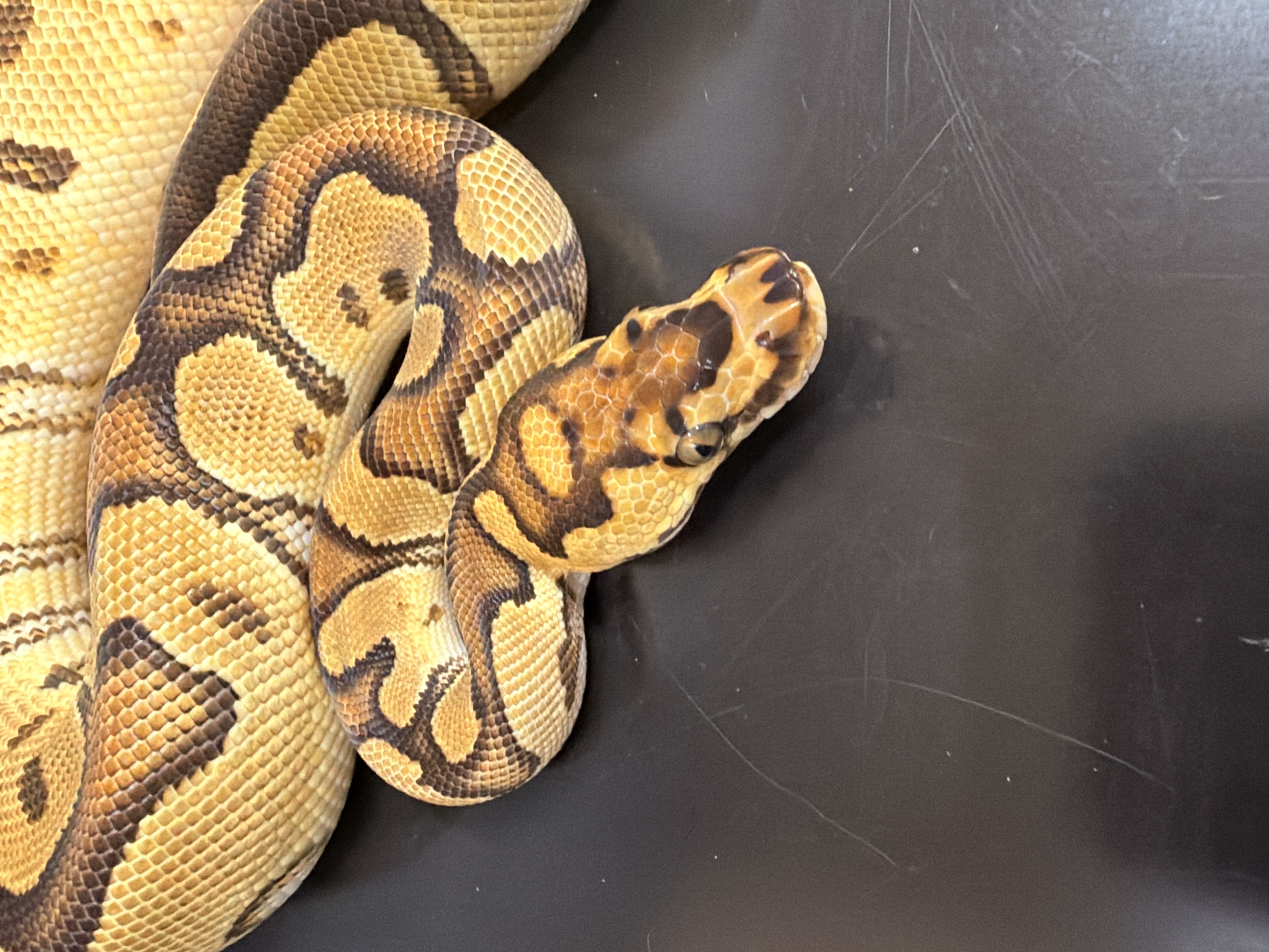 animal image