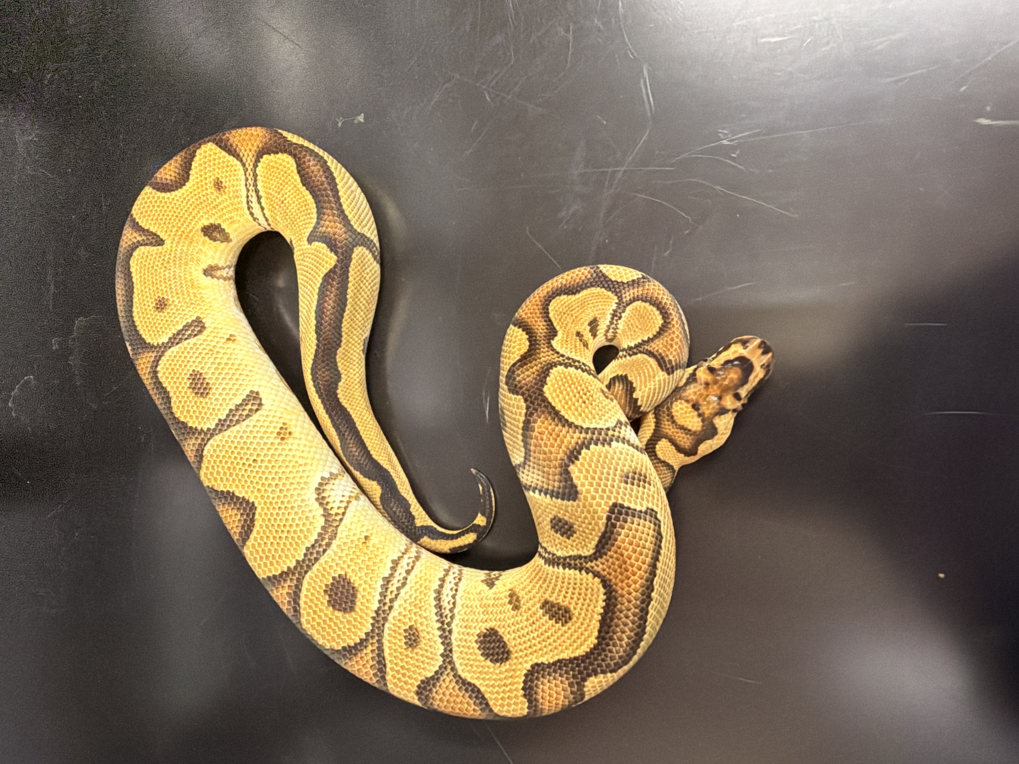 Kaa