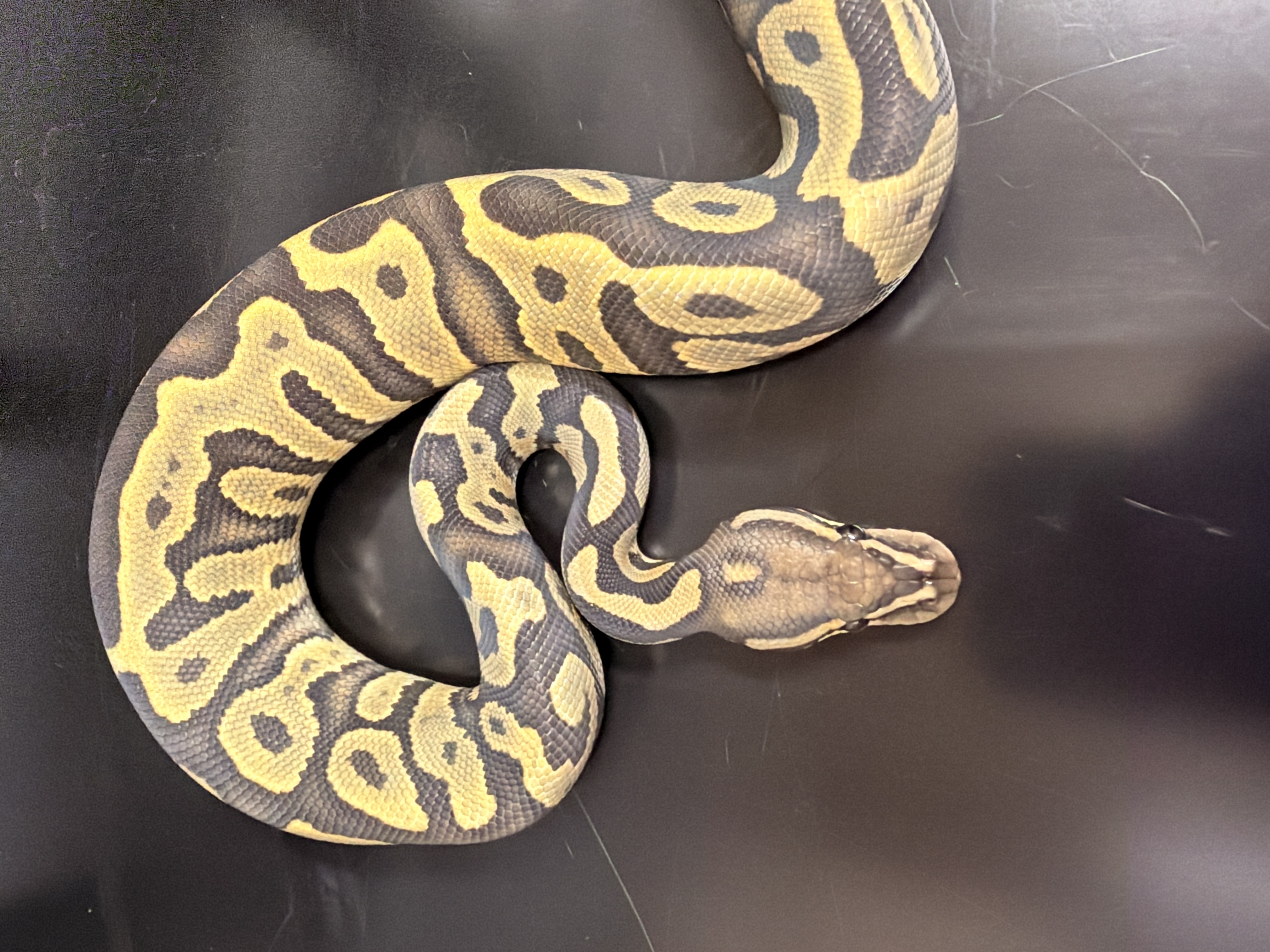 animal image