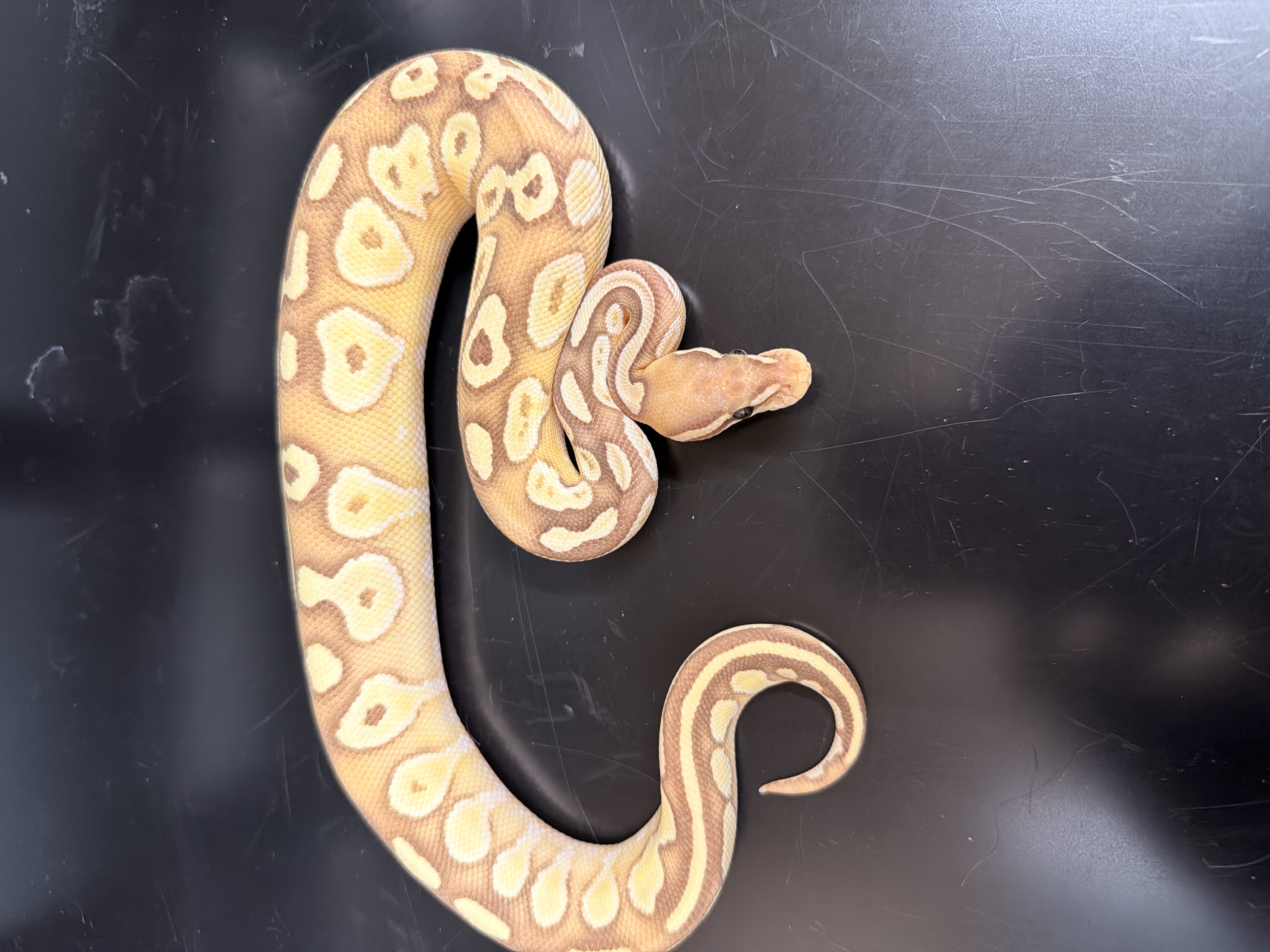 animal image