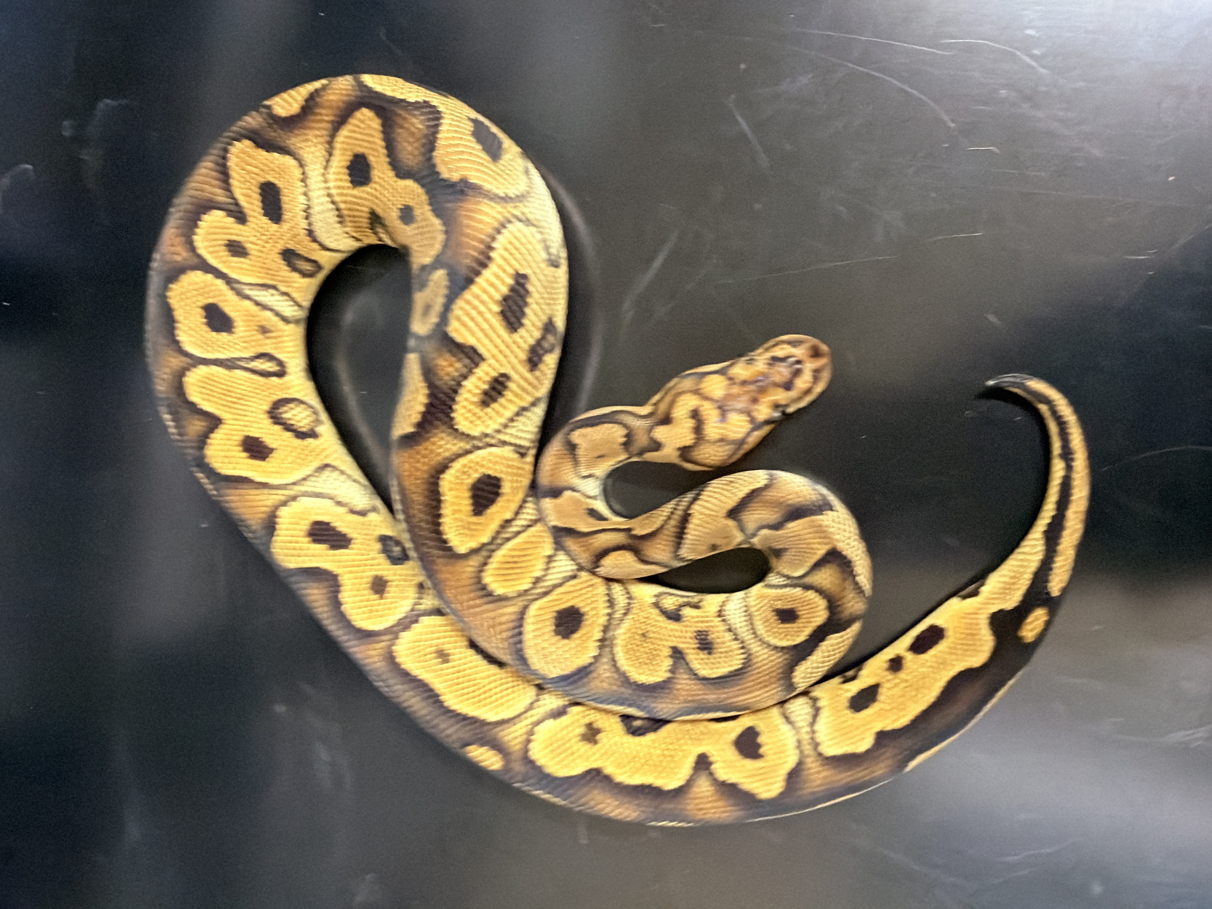 animal image