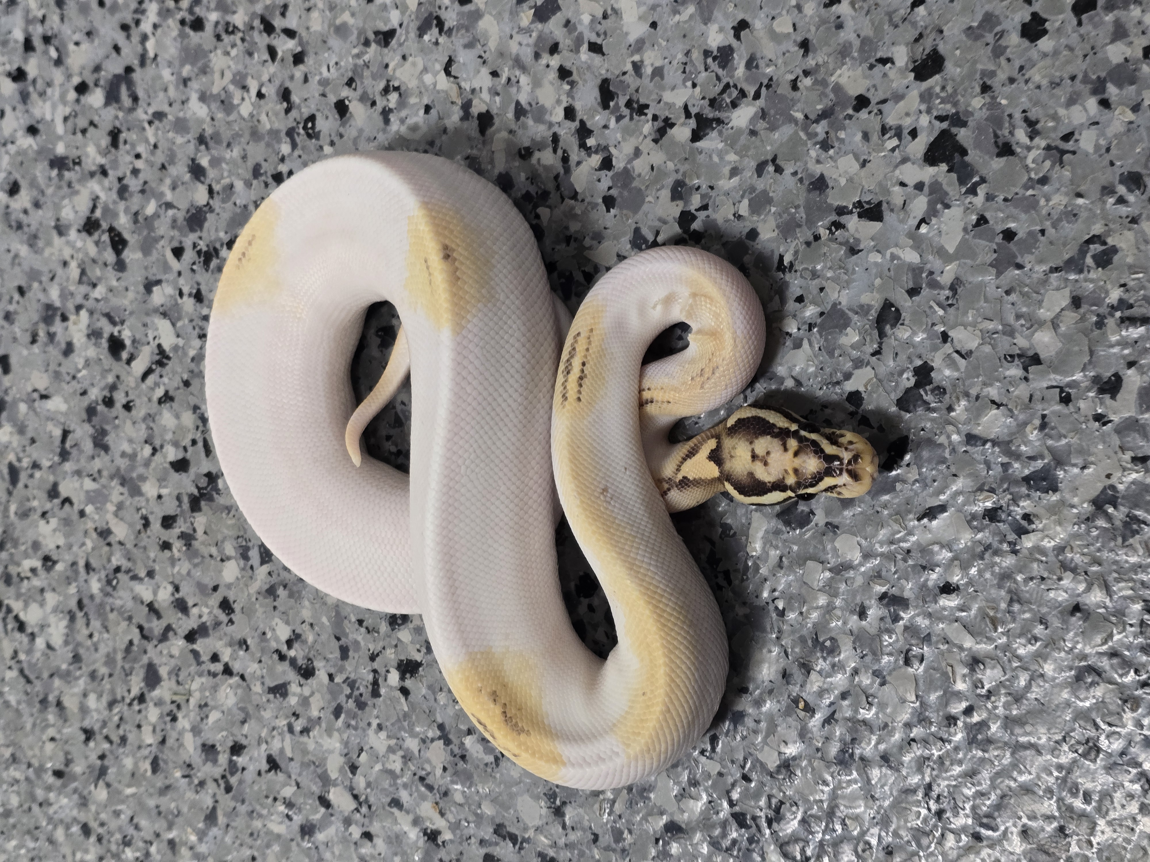 animal image
