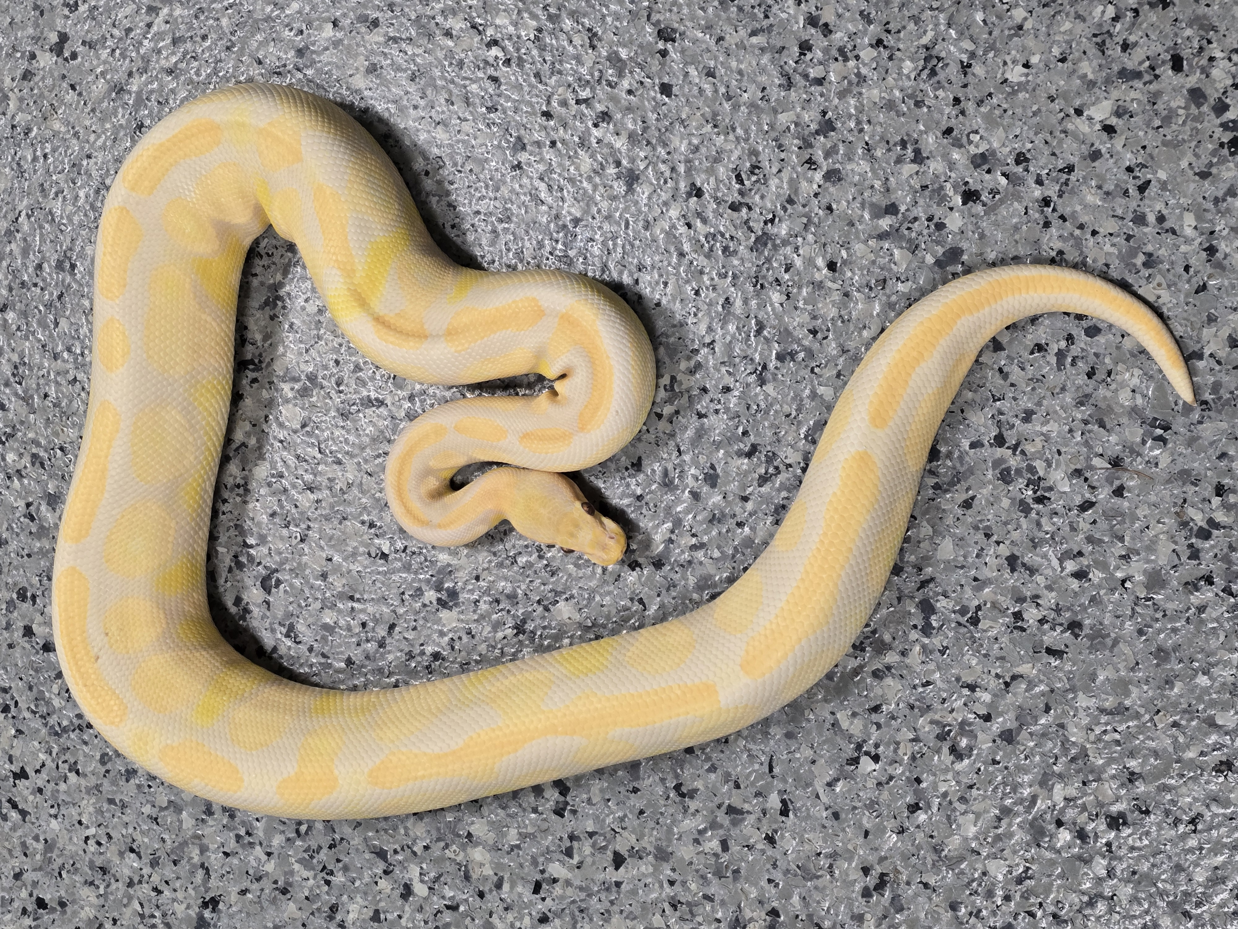 animal image