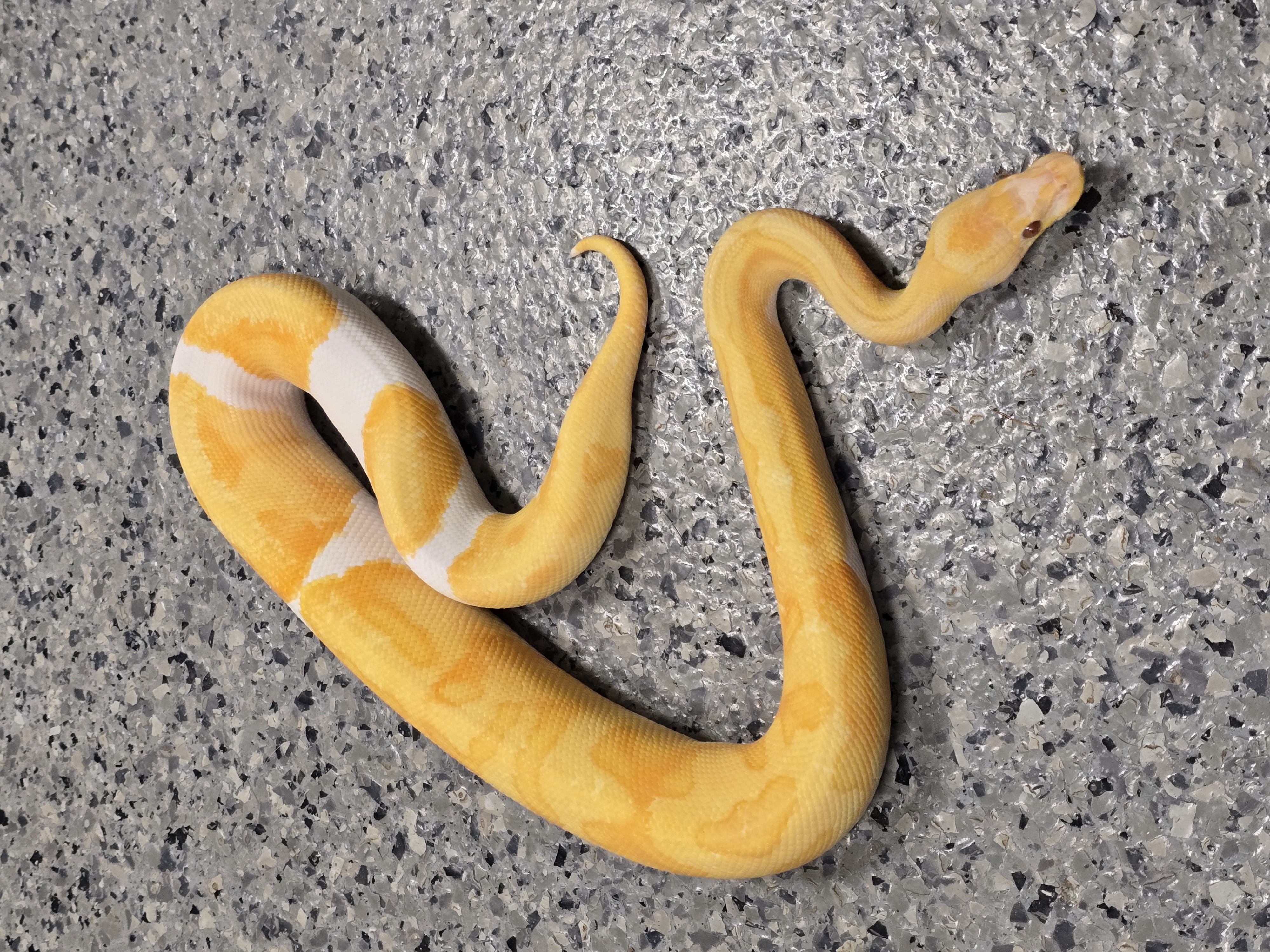 animal image
