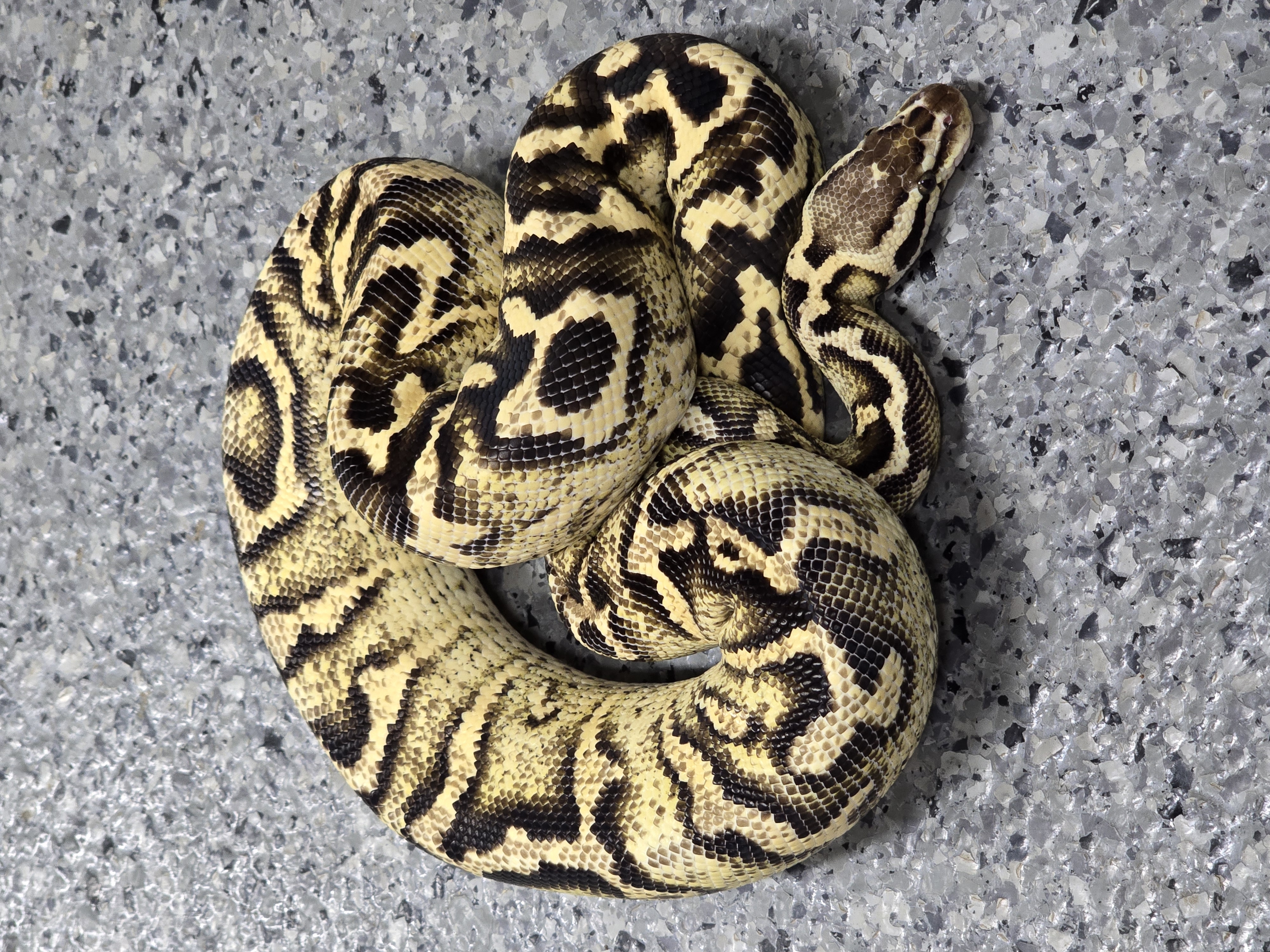 animal image