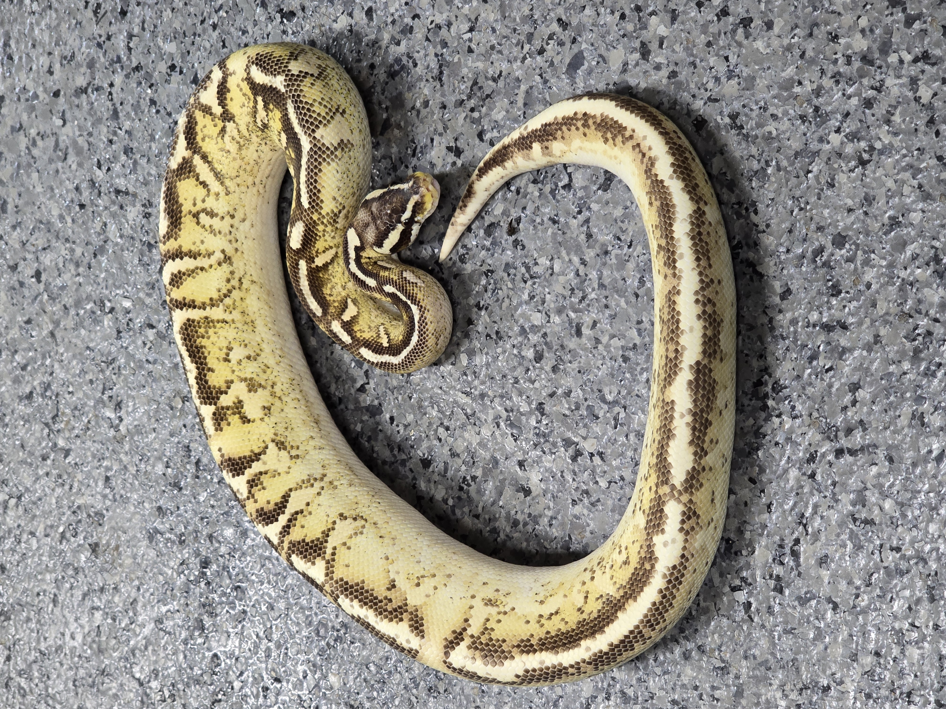 animal image