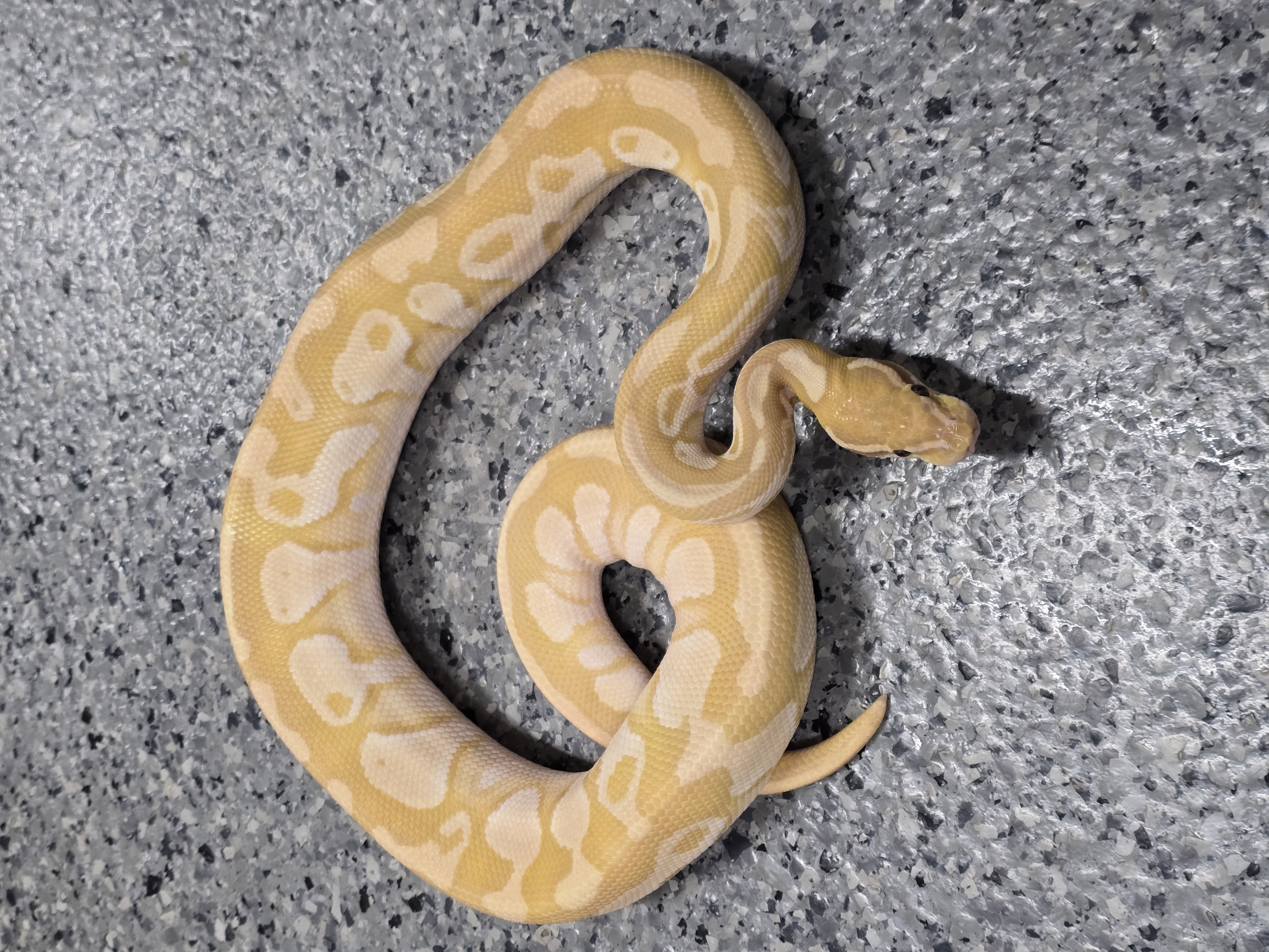 animal image