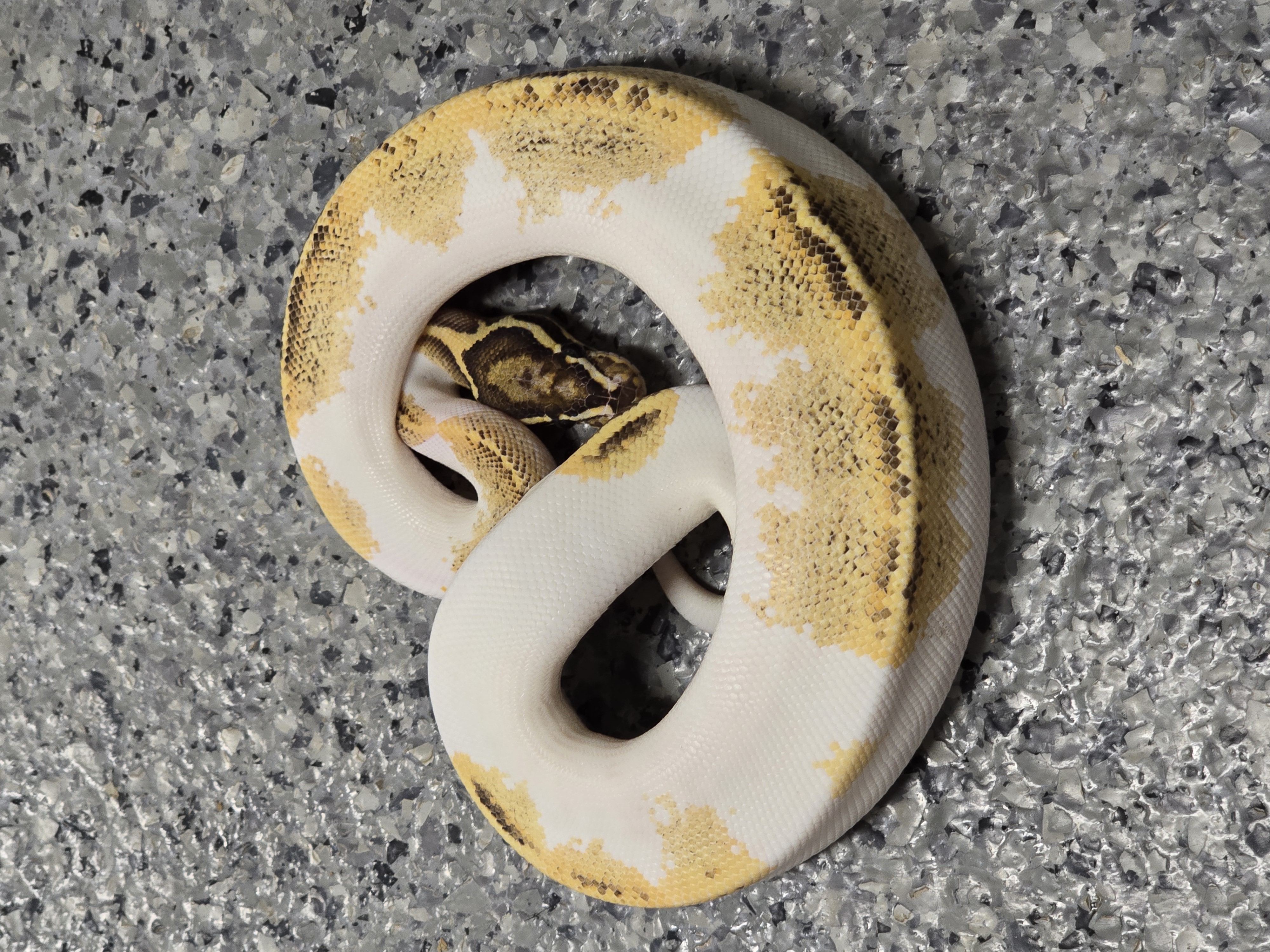 animal image