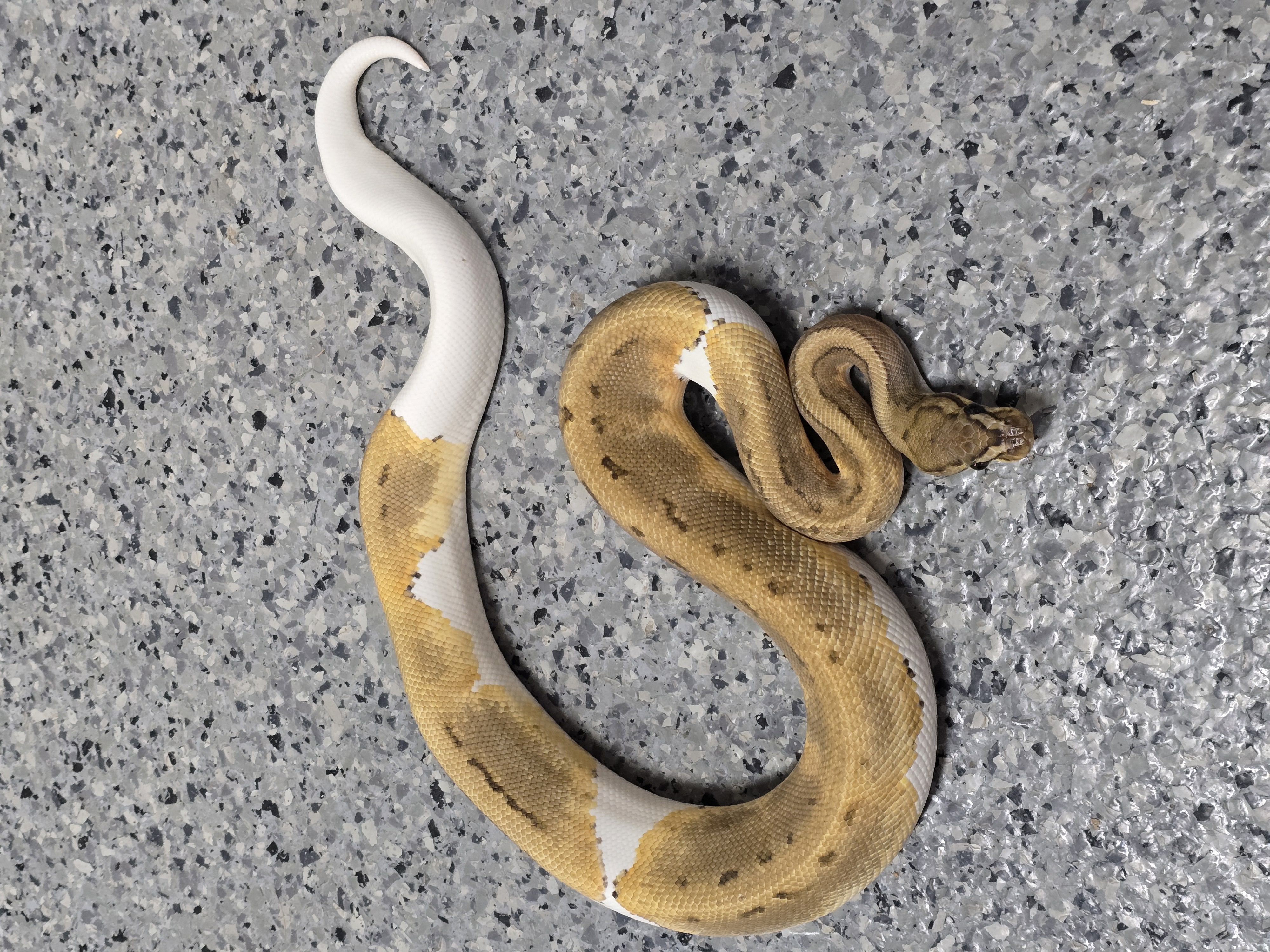 animal image