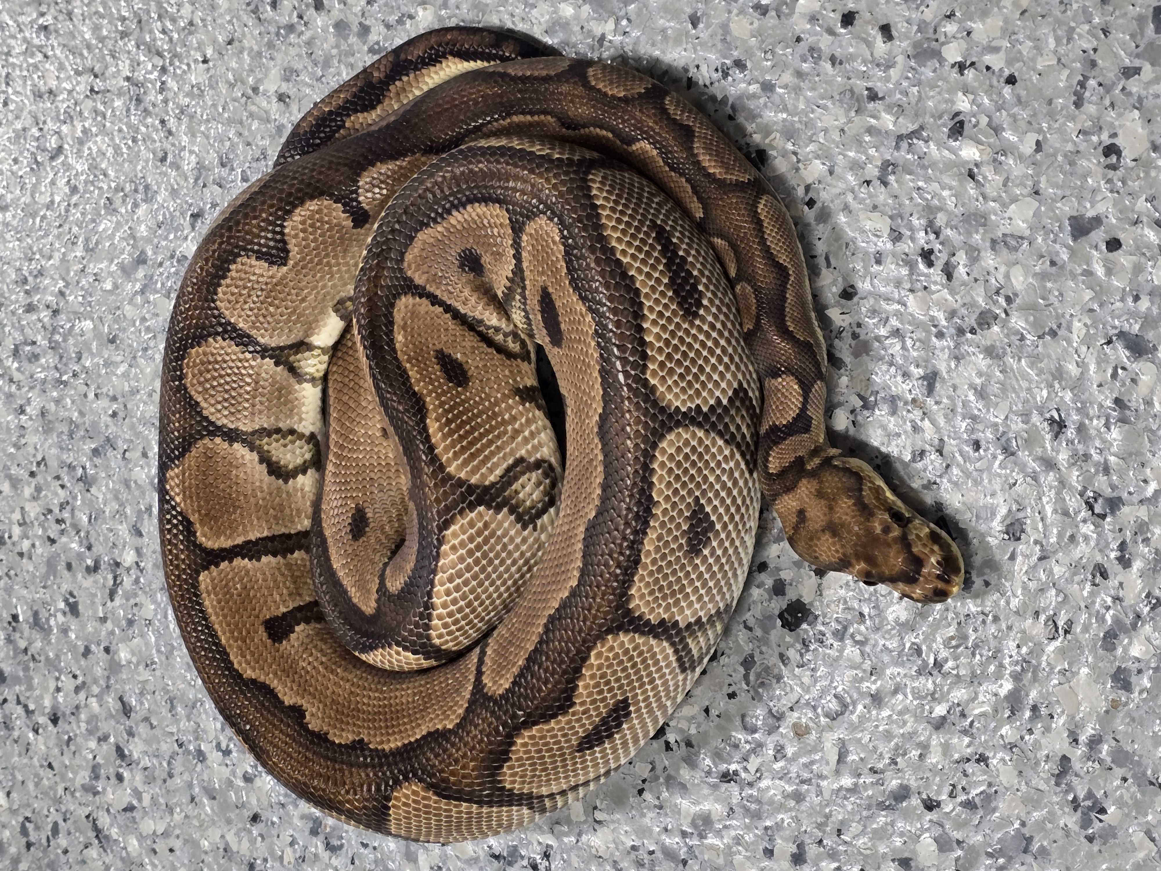 animal image