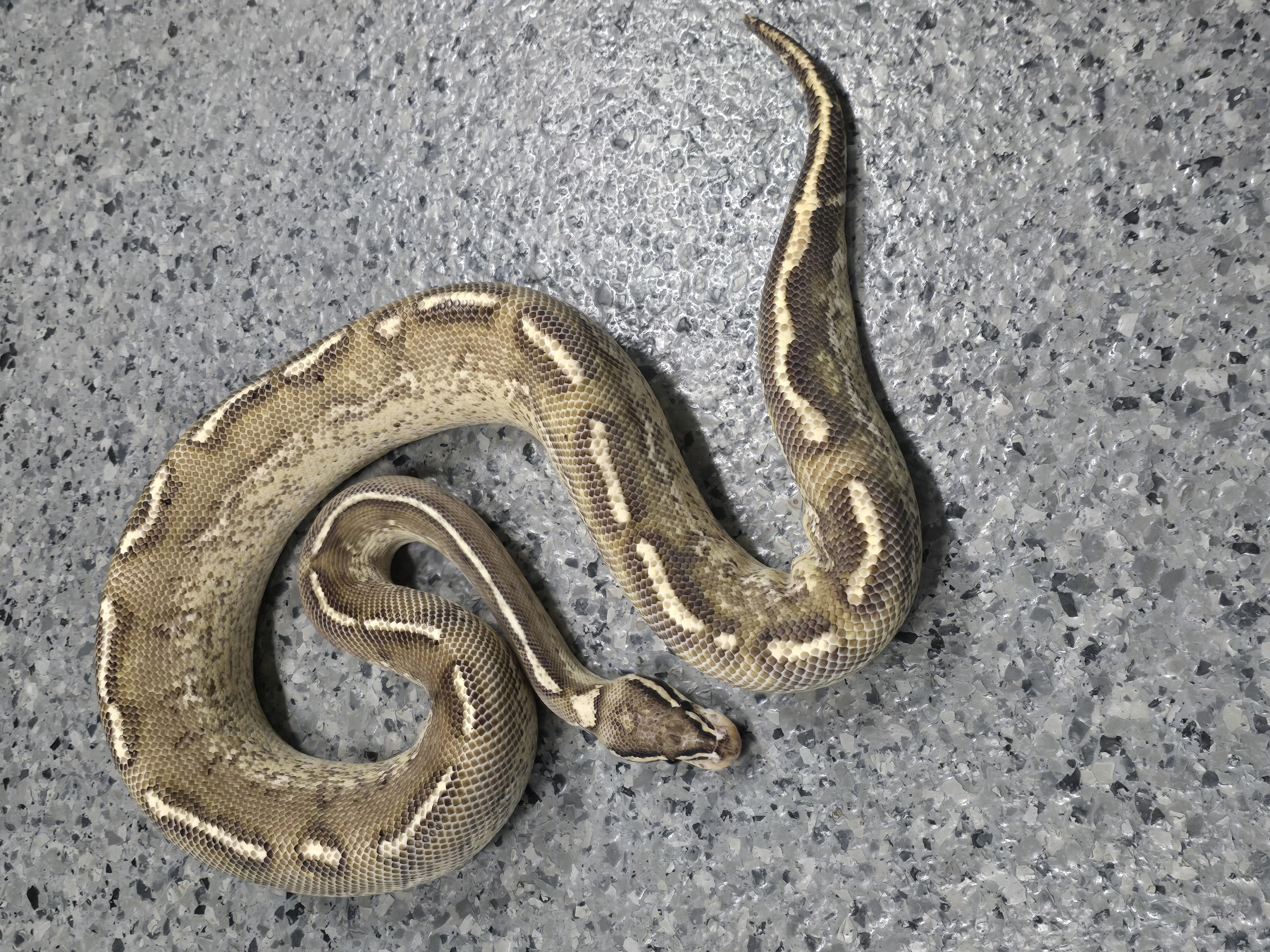 animal image