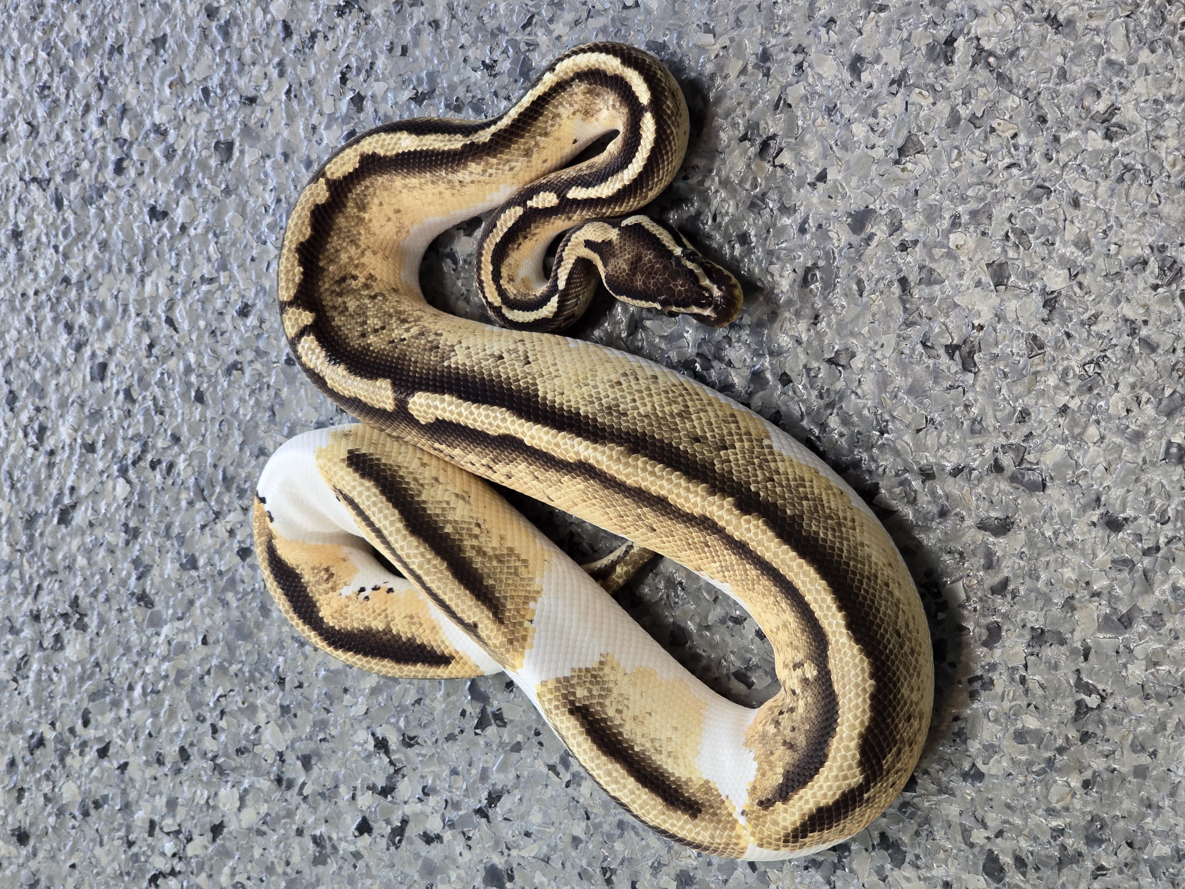 animal image
