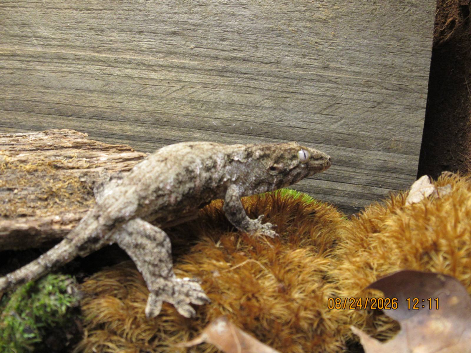 animal image