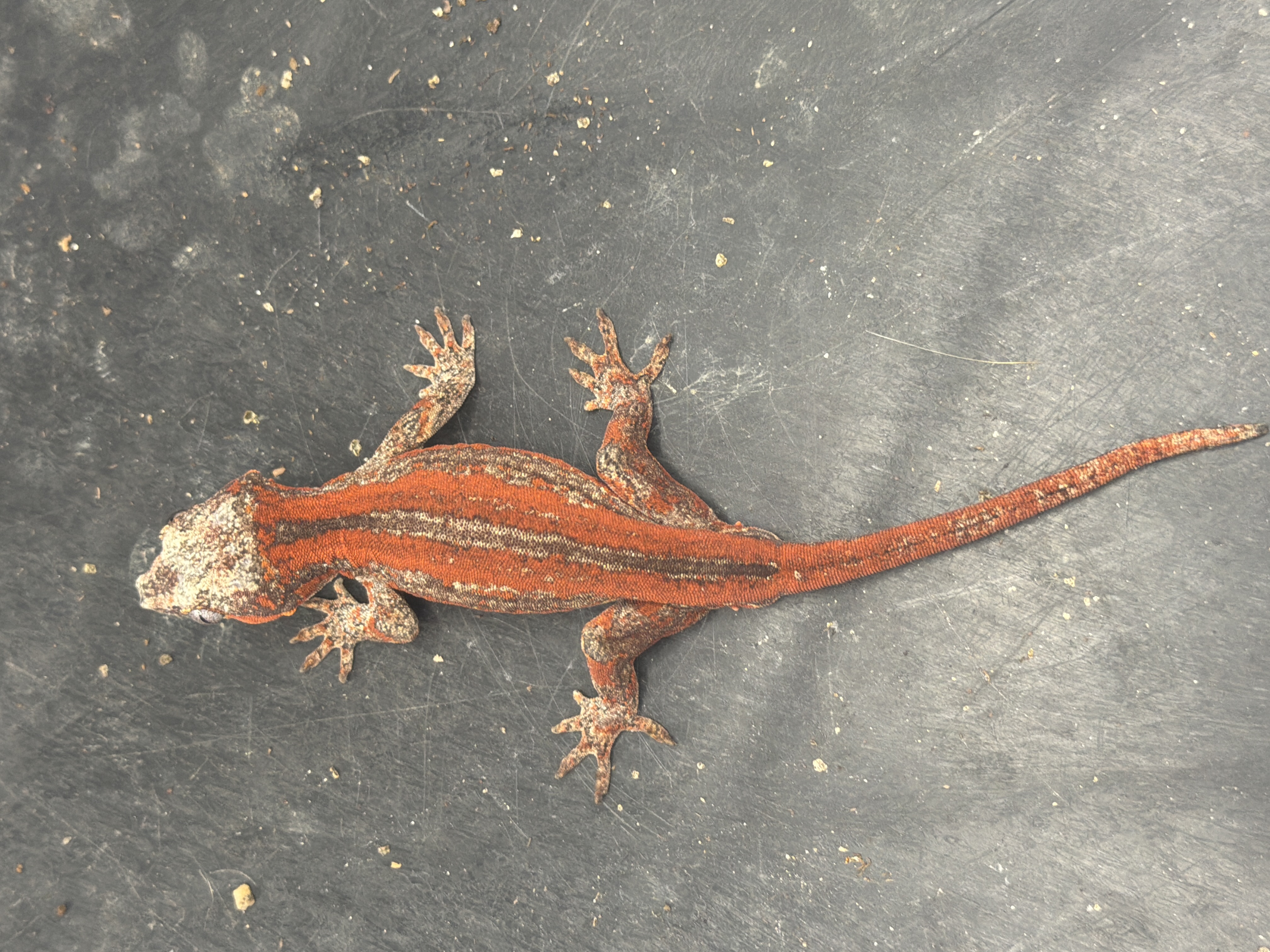 animal image