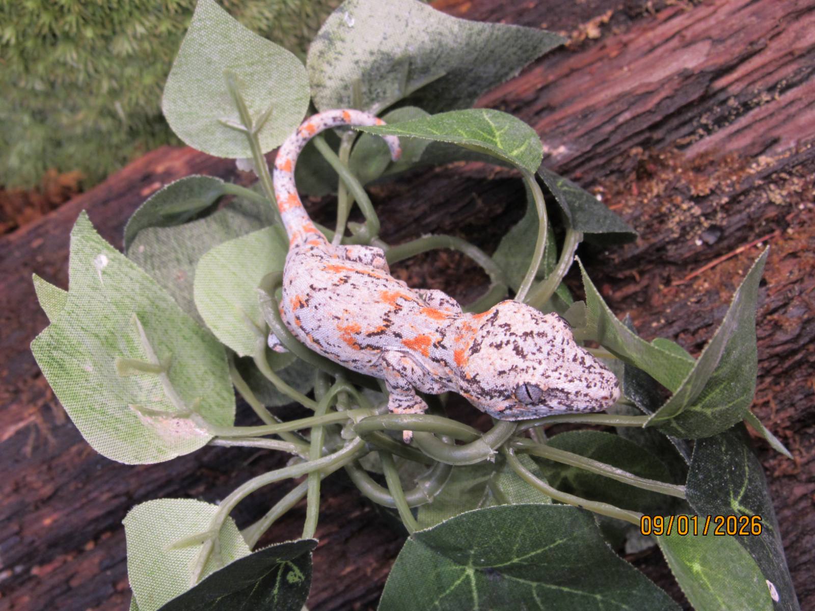 animal image