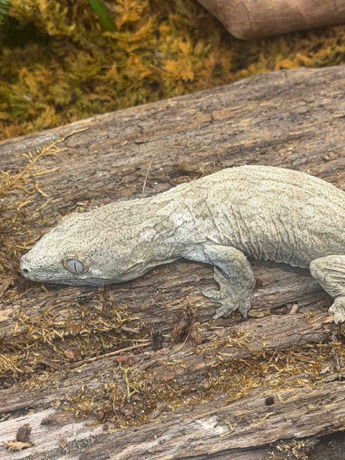 animal image