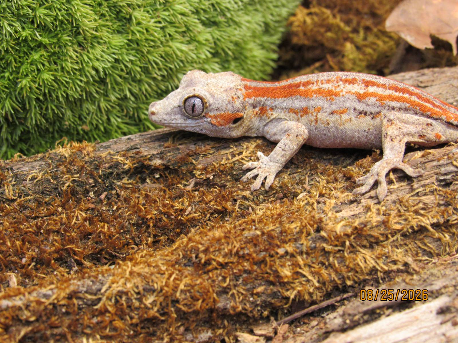 animal image